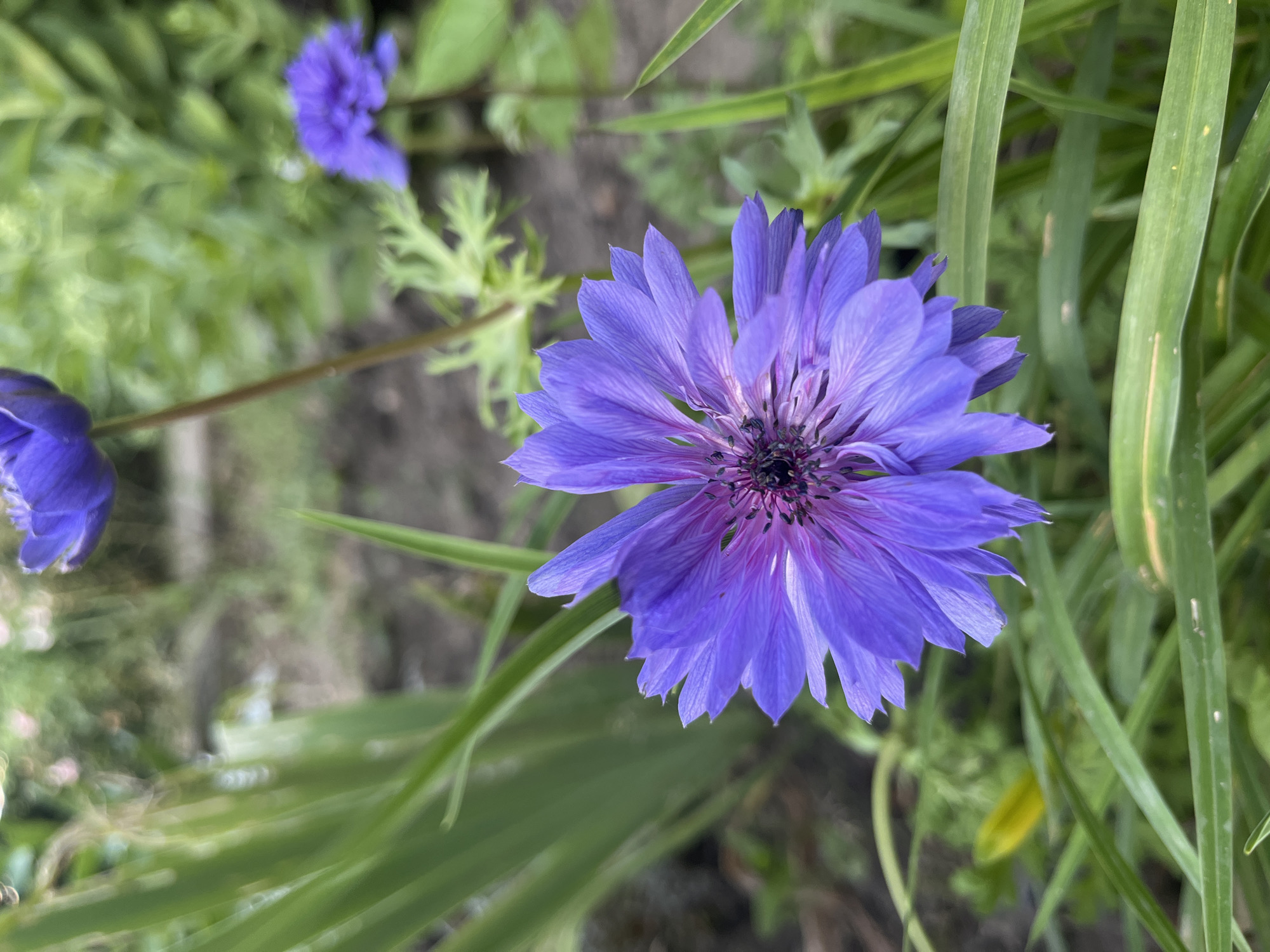A close-up, eye-level, medium shot captures a vibrant purple flower with delicate, pointed petals in full bloom. The flower is the primary subject, its center dark and intricate, surrounded by a gradient of purple and pink hues on the petals. The flower is situated in a garden, with out-of-focus green foliage and blades of grass surrounding it. In the background, two more blurred purple flowers are visible, along with hints of brown soil. The lighting suggests an outdoor, natural setting during the daytime. The image does not contain any people or specific landmarks that would allow for precise location identification within Krasnodar, Russia, or any other city.
