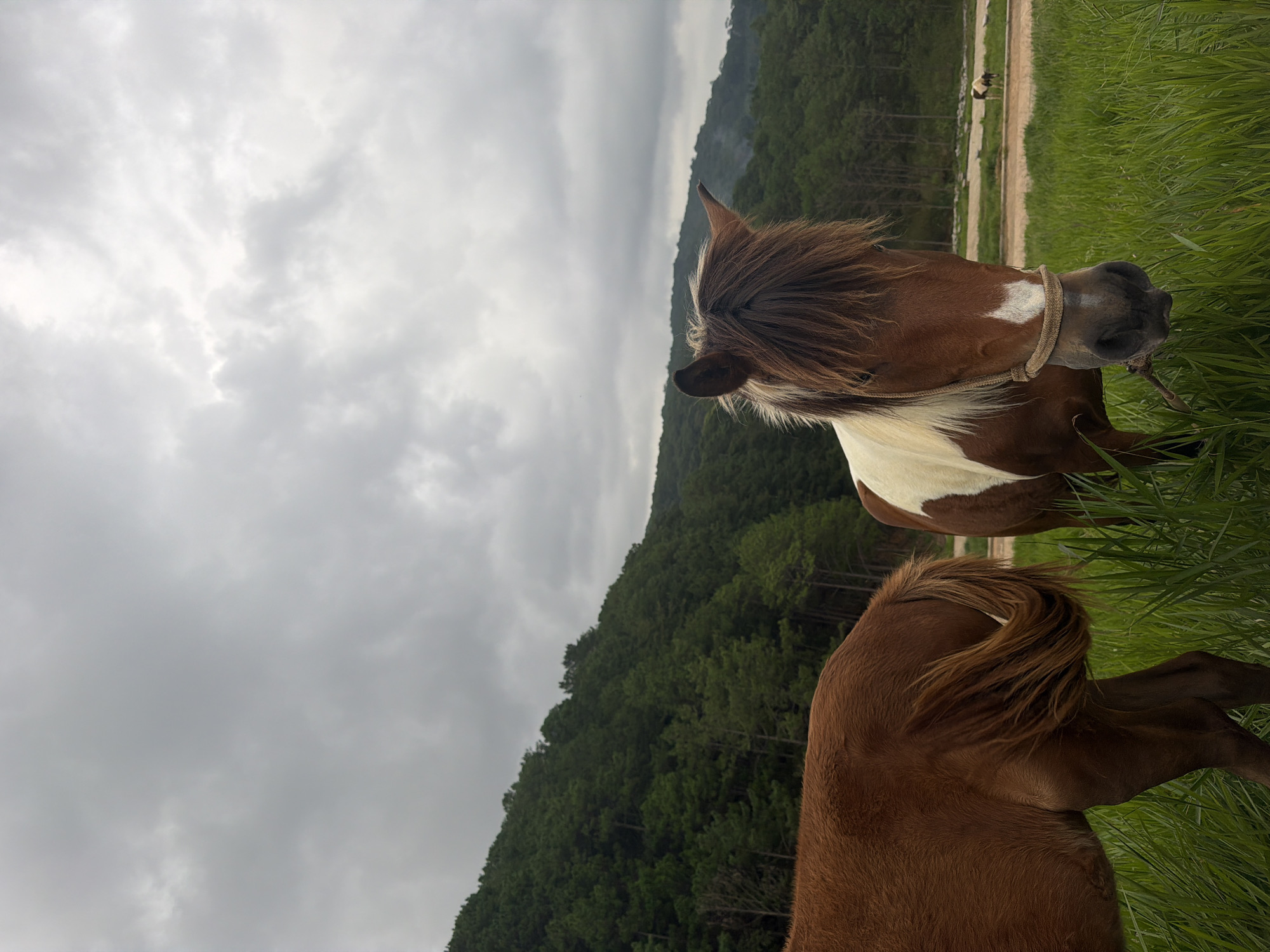 This media file shows two horses in a grassy field with a tree-covered hillside in the background under a cloudy sky. One horse, a pinto with brown and white markings, is in the foreground, facing right and appearing to graze. It has a rope halter. The second horse, a solid brown horse, is visible from behind, with its tail and hindquarters in view, positioned below and slightly to the left of the first horse. The setting appears to be a rural or natural area, possibly a pasture, with tall green grass. The hillside is densely covered with green trees. The sky is overcast, suggesting a cloudy or potentially rainy day. The overall mood is peaceful and natural. No text is visible in the image. The location context is Da Lat, Vietnam.