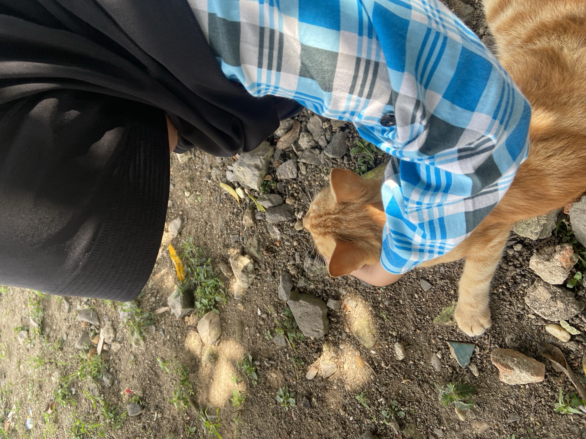 A person wearing a black hijab and a blue and white checkered long-sleeved shirt is petting an orange tabby cat on the ground. The ground is composed of dirt, small stones, and some sparse green vegetation. The sunlight casts shadows on the ground. The scene appears to be outdoors, possibly in a yard or a park. The overall impression is a moment of peaceful interaction between a person and an animal in a naturalistic setting. This image does not contain information that allows for identifying the location as Sekar Mawar, Indonesia.