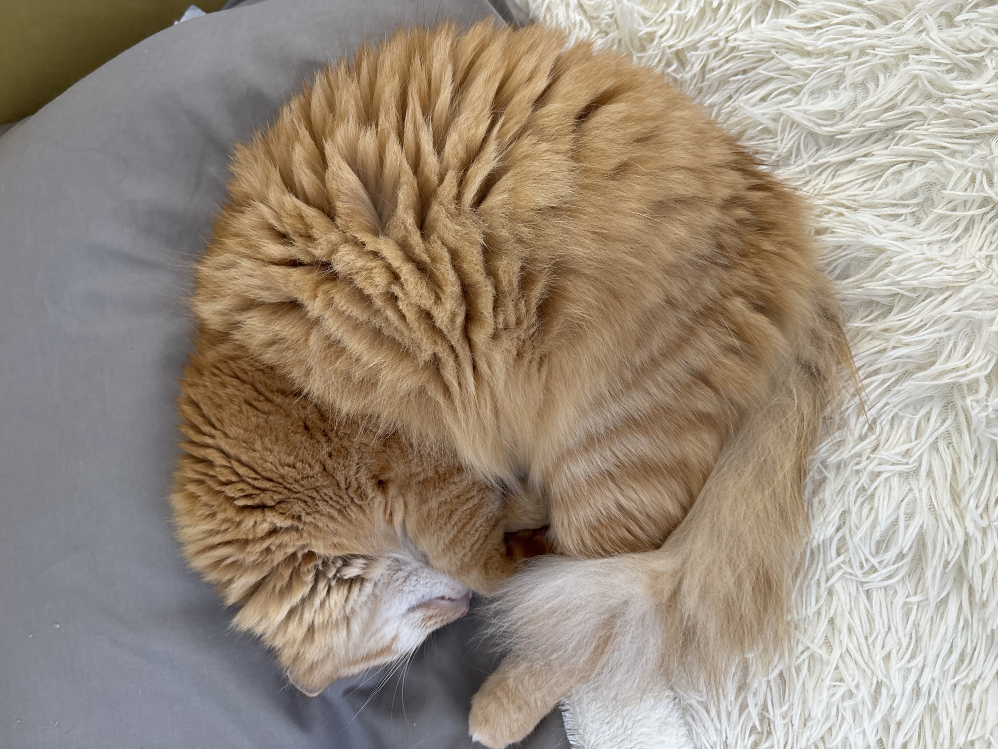 A fluffy orange cat is curled up asleep on a soft white rug. The cat is nestled against a gray pillow. The cat's fur is a mix of orange and cream colors, and its tail is wrapped around its body. The cat's eyes are closed, and its paws are tucked under its head. The lighting in the image is soft and natural, creating a peaceful and serene atmosphere.