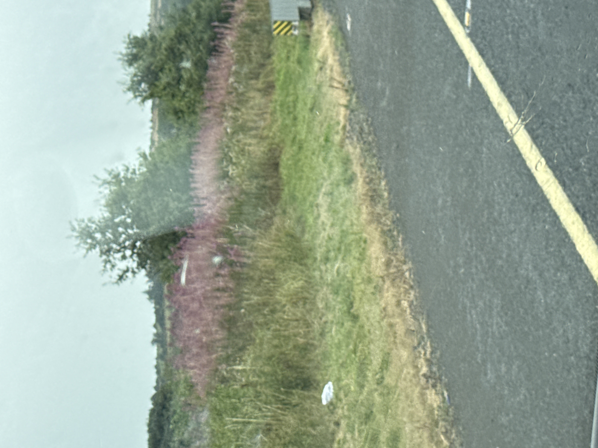 The image depicts an outdoor scene, likely a roadside, with a focus on a grassy embankment bordering a paved road. The embankment is covered in green grass, with patches of dried vegetation and clusters of pinkish-purple wildflowers. A single piece of white litter, possibly plastic, is visible on the grass in the lower left portion of the image. Beyond the embankment, several trees are present, with foliage ranging in color from green to a lighter, possibly autumn hue. The sky is overcast and appears grey. In the distance, the landscape seems to be hilly. On the right side of the image, a grey rectangular structure with a black and yellow striped marker is partially visible, suggesting it might be a roadside marker or utility box. A yellow line is painted on the paved road, running diagonally from the bottom right corner upwards. The overall impression is of a rural or semi-rural setting, possibly along a road in Gorrue, Ireland.
