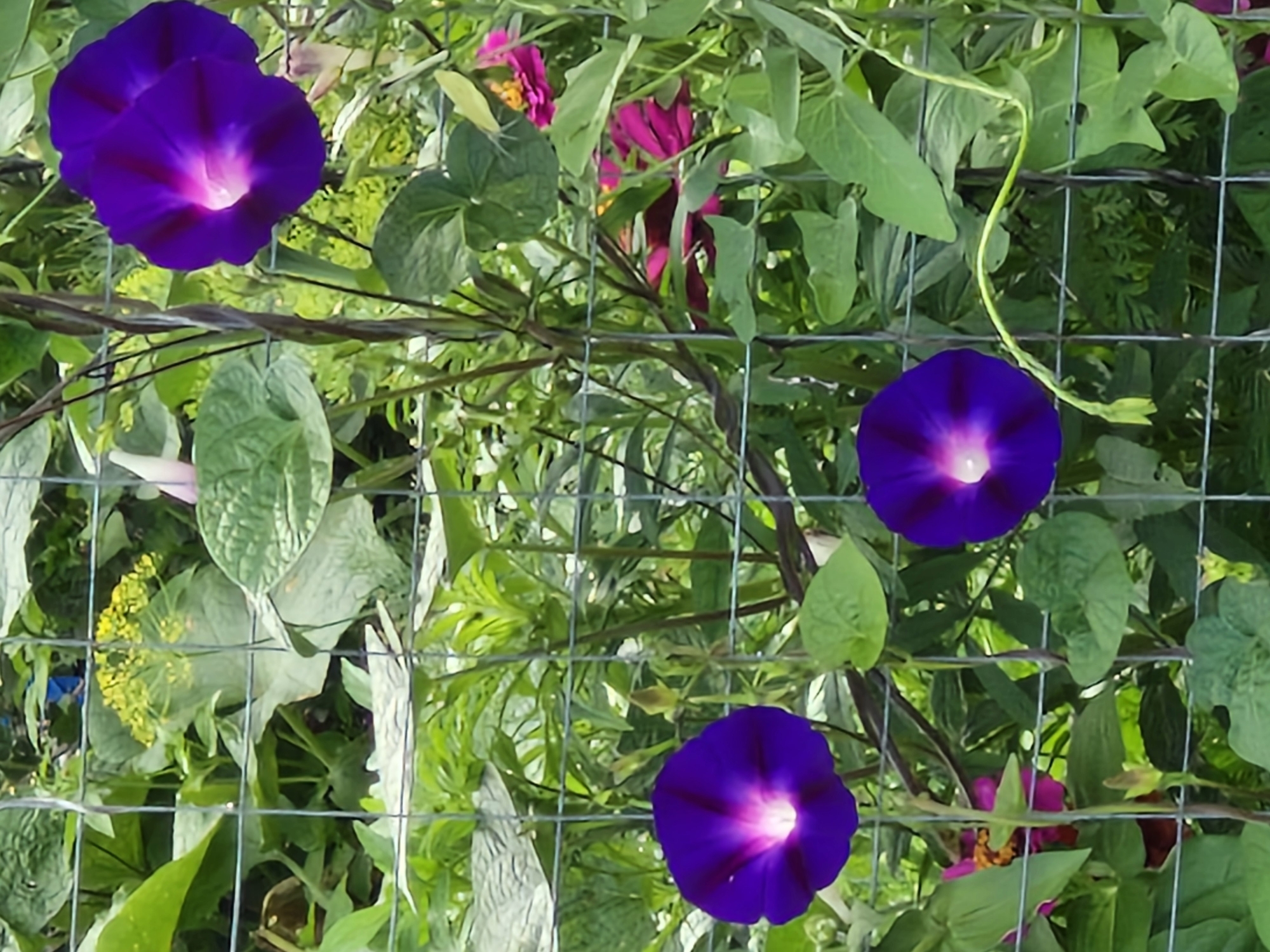 In Buzdyak, Russia, a close-up, vertical, eye-level outdoor shot captures a wire mesh fence interwoven with vibrant purple morning glory flowers and lush green foliage. The morning glories are the main subjects, with three fully bloomed flowers prominently displayed. The largest, in the upper right quadrant, is a deep violet with a bright pinkish-white center, its petals slightly unfurled. Below it, in the lower left, another purple morning glory mirrors the first in color and shape. A third, smaller purple bloom is situated in the lower center, its petals less open. In the background, glimpses of other flowers, including pink zinnias, add further color to the scene, interspersed with various green leaves and stems. The wire mesh fence creates a grid-like pattern, partially obscuring the floral display and adding a textural element to the composition. The lighting suggests a bright, sunny day, illuminating the rich colors of the flowers and the detailed textures of the leaves and fence.