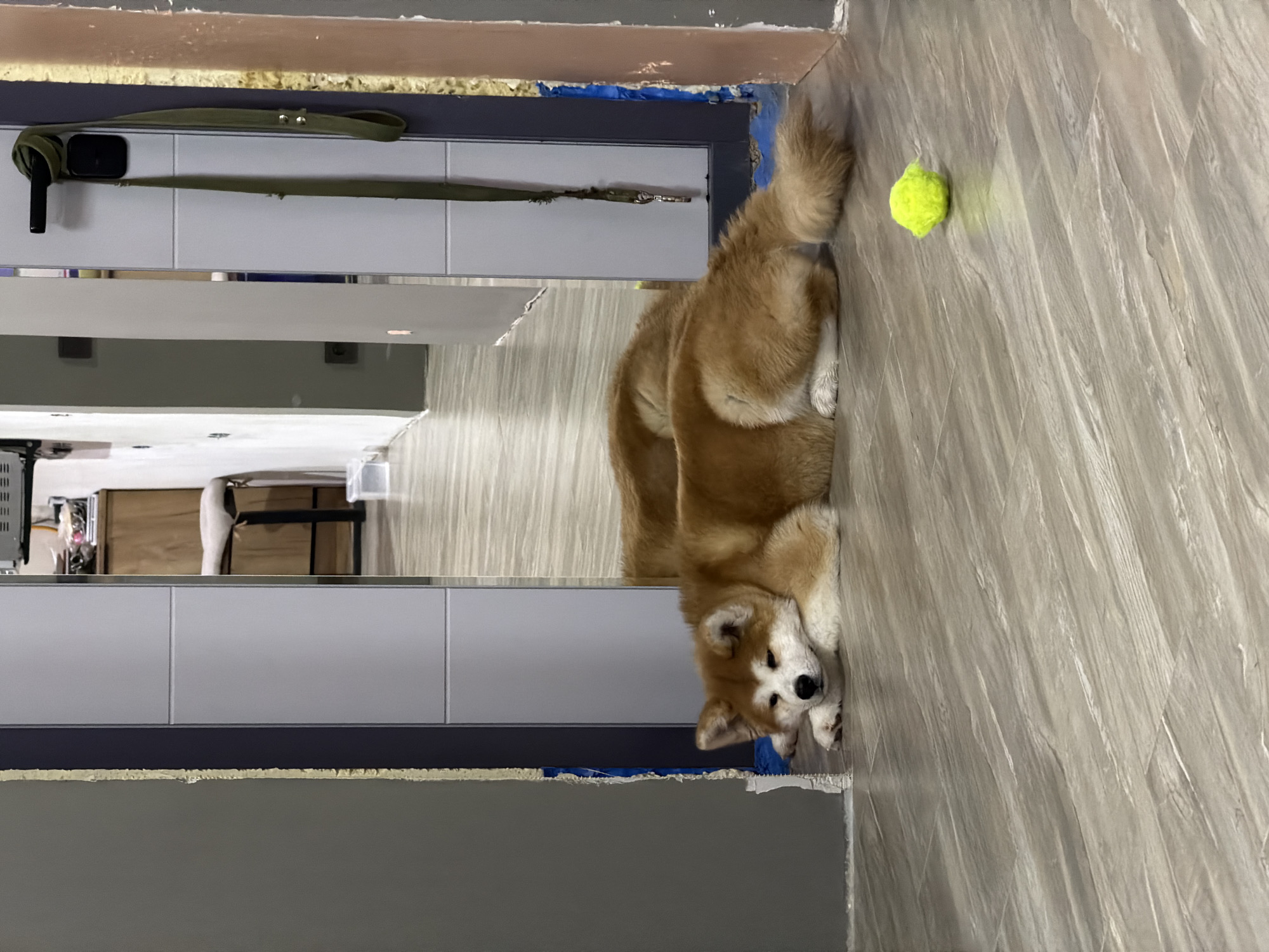 A dog lies on a wood-grain-patterned floor next to a tennis ball. The floor is adjacent to a partially-installed wall or cabinet with light gray panels and a dark blue base. A green leash hangs on the wall. The location is in Chaikovsky, Russia.