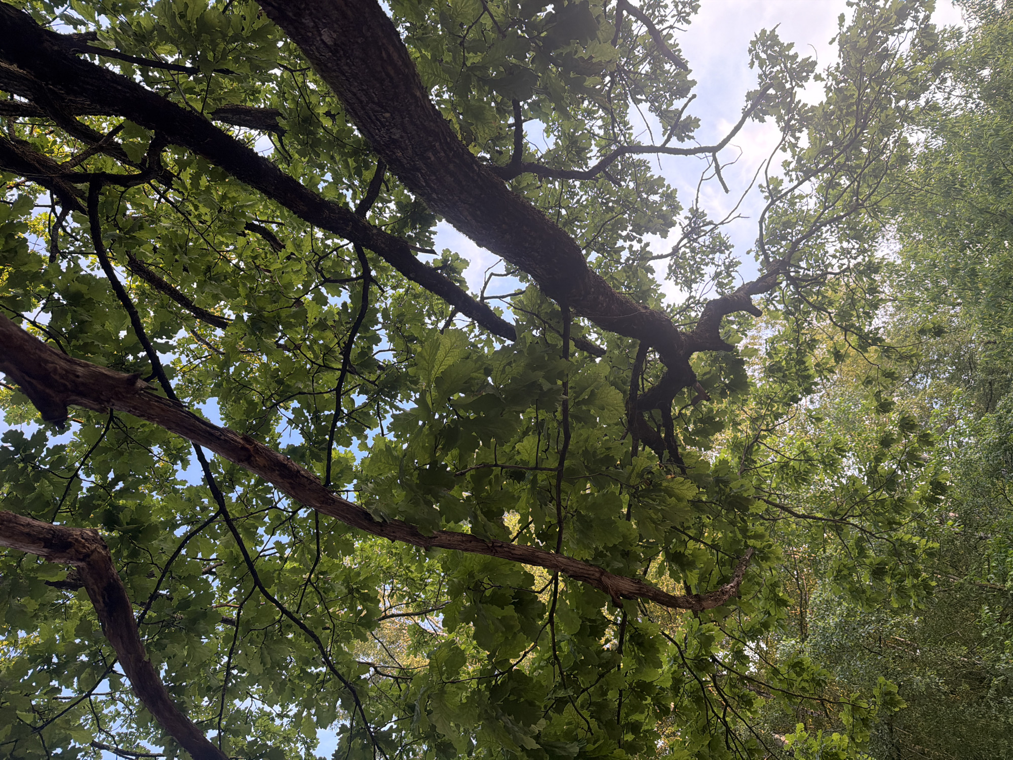 The image shows an upward-looking view through the canopy of a mature oak tree in Riga, Latvia. Sunlight filters through the dense green foliage, illuminating the textured bark of the thick branches and smaller twigs. The sky, visible in patches between the leaves, is partly cloudy and a pale blue. The lower portion of the image reveals a background of more distant green trees, suggesting a park or wooded area. There are no people or animals visible in the scene. The overall impression is one of natural tranquility and the dappled light of a pleasant day.