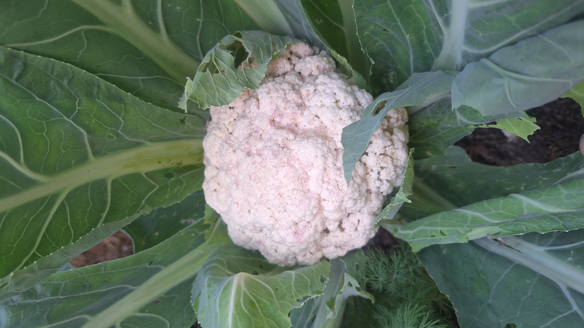 A close-up, overhead view showcases a ripe cauliflower head nestled amongst its large, green leaves. The cauliflower is creamy white with a slightly pinkish tinge in some areas, and its florets are densely packed. Some of the outer leaves of the plant show signs of insect damage, with small holes and ragged edges. The background is blurred, suggesting an outdoor garden setting with dark soil visible beneath the foliage. There are no people or other discernible objects in the frame. The scene is lit by natural light, casting soft shadows and highlighting the texture of the cauliflower and leaves. The location is identified as Unknown, Latvia.
