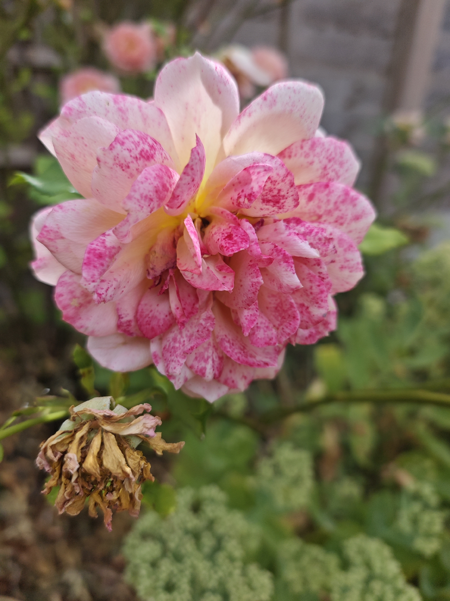A close-up, eye-level, vertical shot showcases a pale pink rose with vibrant pink speckles against a softly blurred background of green foliage and a gray wall. The rose, in full bloom, is the primary subject, its delicate petals fanned out, revealing a yellow center. To the left and slightly below, a dried, brown rosebud rests on its stem. The lighting is soft, creating subtle shadows and highlights on the petals. The scene appears to be outdoors, likely in a garden within the Metropolitan Borough of Solihull, United Kingdom, given the presence of typical garden flora and a brick or stone wall. There are no people or active interactions depicted. The overall mood is one of natural beauty and the passage of time, with the contrast between the new bloom and the decaying bud.