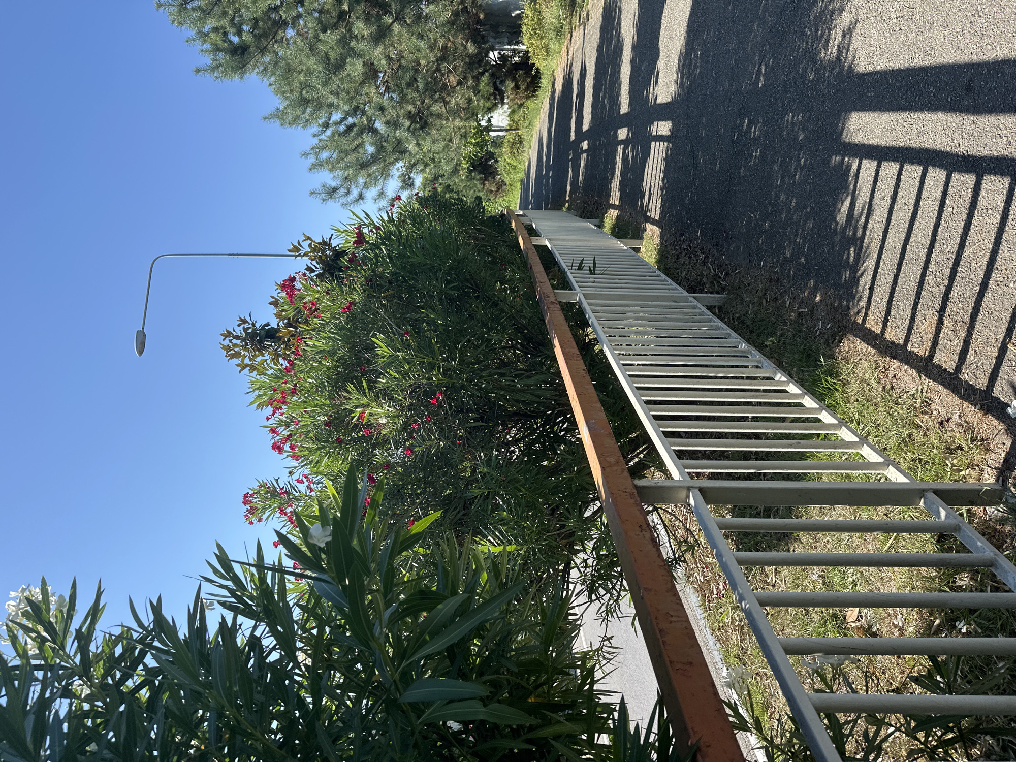 The image depicts a paved pathway bordered by a metal railing on the left and lush greenery on the right. The railing features white vertical bars topped with a rusty metal handrail. Behind the railing, dense foliage with dark green leaves and small red flowers is visible, alongside some white flowers. A road can be seen beyond the foliage. The pathway itself is dark gray asphalt, and long, distinct shadows of the railing and trees are cast across it. A tall street lamp with a modern design stands in the background. Pine trees and other vegetation line the path, with a clear, bright blue sky overhead. The scene is bathed in sunlight, suggesting a warm day. While the image captures elements common to urban and suburban environments, there is no specific visual information that definitively places it in Sochi, Russia.
