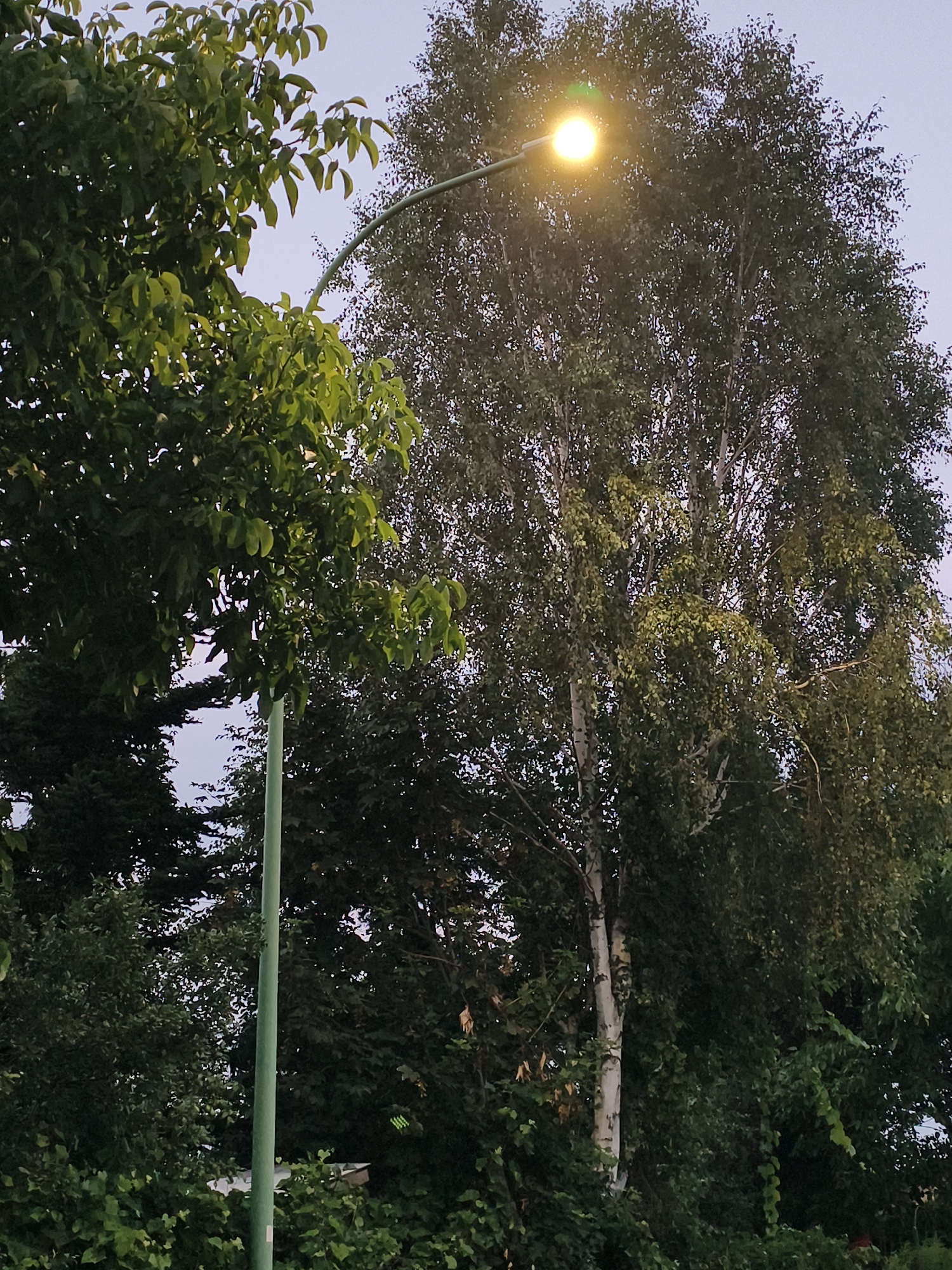 The image shows a streetlamp with a bright yellow light illuminating a cluster of trees. The streetlamp is positioned on the left side of the image, and its curved arm extends upwards and to the right, ending in the light fixture. A tall, slender birch tree with white bark and green leaves is prominent in the center-right of the frame, its foliage obscuring much of the sky. To the left of the birch tree, another tree with darker green leaves is partially visible. The background consists of a pale, overcast sky. The foreground is filled with dense green foliage, suggesting a park or a tree-lined street. There are no people or animals visible in the image. The scene is likely captured in Tczew, Poland, given the context of the request.