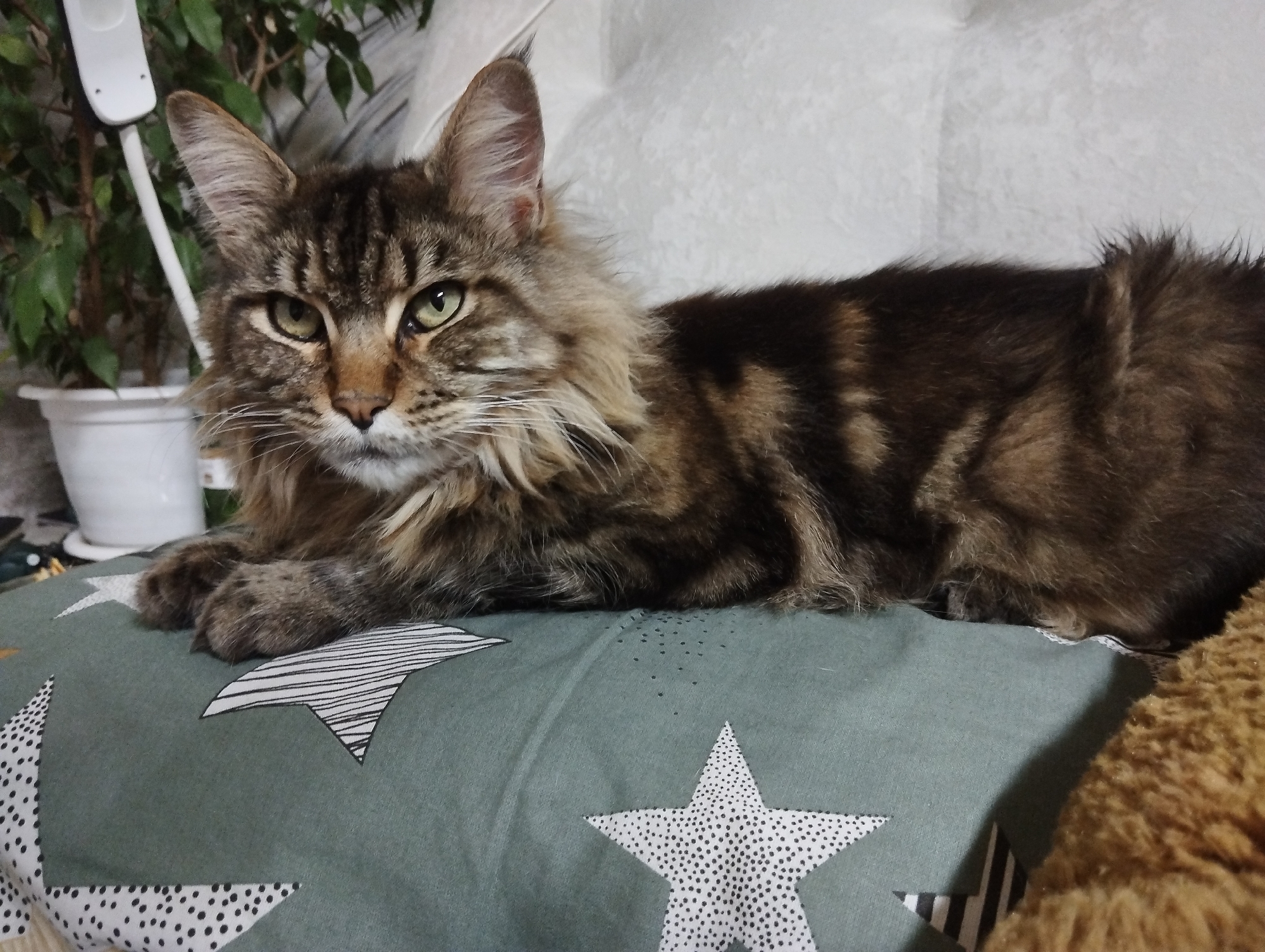 A brown tabby Maine Coon cat is lying on a green pillow with white star patterns. The cat is in a relaxed position, with its front paws extended. The background includes a houseplant in a white pot and a white pillow or headboard. The image was taken in an indoor setting. The location is Grishanki, Russia.