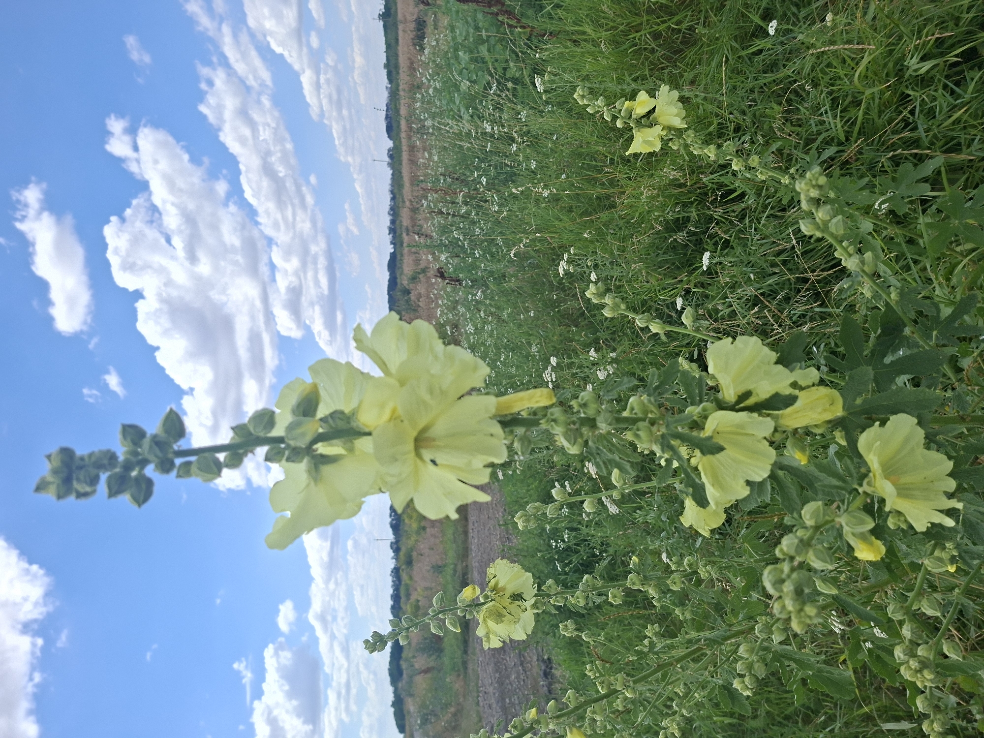 A tall, pale yellow hollyhock plant stands prominently in the foreground, its blooms reaching towards a bright blue sky dotted with fluffy white clouds. The hollyhock is a vertical stalk covered in buds and several open flowers, with one large bloom in sharp focus on the right side of the frame. Behind the hollyhock, a field of tall green grass and smaller white wildflowers stretches into the distance. The landscape appears rural, with a strip of darker earth or barren land visible to the left of the field, and a treeline forming the horizon. The image captures a sunny day in a natural setting.