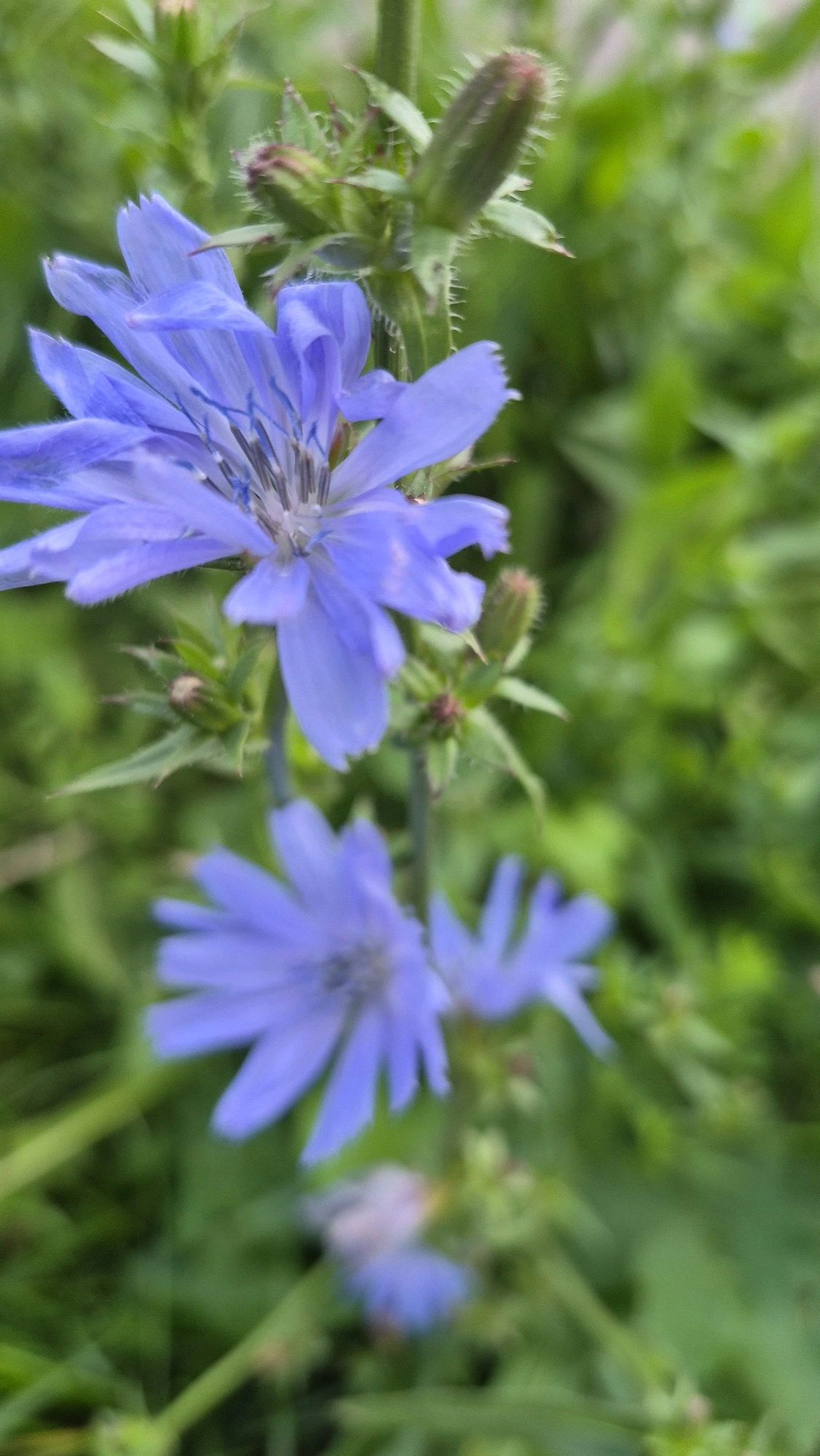 The image shows a close-up view of several blue chicory flowers blooming in a natural setting. The flowers are the primary subject, with their delicate petals and intricate centers clearly visible. The background is a blur of green foliage, suggesting an outdoor environment. There are no people or man-made objects visible in the image. The location in the city of Krauja, Latvia, is not discernible from the visual information presented.