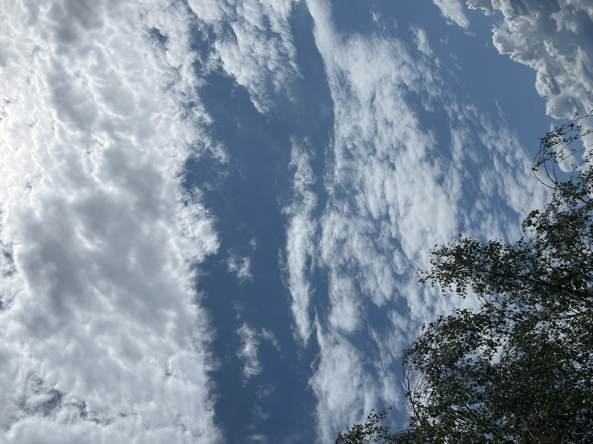 The image shows a bright blue sky with various types of clouds. There are large, fluffy cumulus clouds, especially in the lower right portion of the image, and thinner, wispy cirrus clouds streaking across the sky. In the lower left corner, the dark silhouettes of tree branches and leaves are visible, suggesting the photo was taken from ground level looking upwards. The lighting suggests it is daytime, likely midday, given the brightness and the white of the clouds. There are no people, animals, or man-made structures clearly identifiable in the frame, making it a natural scene focused on the sky and foliage. The specific location within Warsaw, Poland, cannot be determined from the visual information provided.