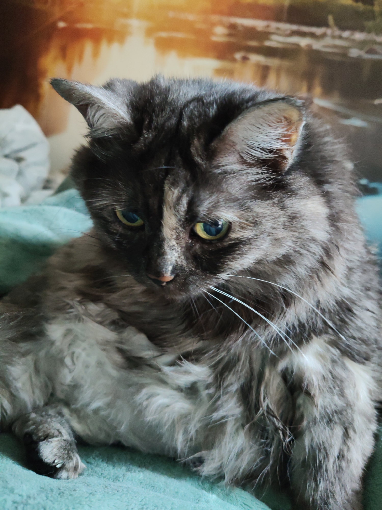A close-up shot focuses on a long-haired cat with a grey and tan coat, its head turned downwards and slightly to the right. The cat has striking green eyes with a yellow ring around the pupil. Its fur is thick and fluffy, particularly around its neck and chest. The cat is resting on a teal-colored surface, possibly a blanket or sofa, with a blurred background that appears to be a wall with a scenic print depicting a body of water with trees and a bright, sunset-like sky. The image does not provide any information or context related to the city of Bol'shoye Kozino, Russia.
