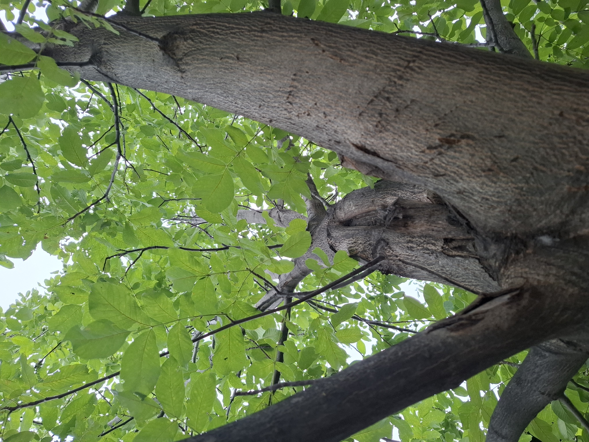 The image is a low-angle shot looking up into the canopy of a large tree with rough, textured bark and vibrant green leaves. The sky is visible through the leaves, appearing bright and slightly overcast. The tree's branches split into a V-shape near the center of the frame. The image does not contain any identifying features that would allow for a specific location to be determined, including the city of Almaty, Kazakhstan. There are no people or discernible actions in the image.