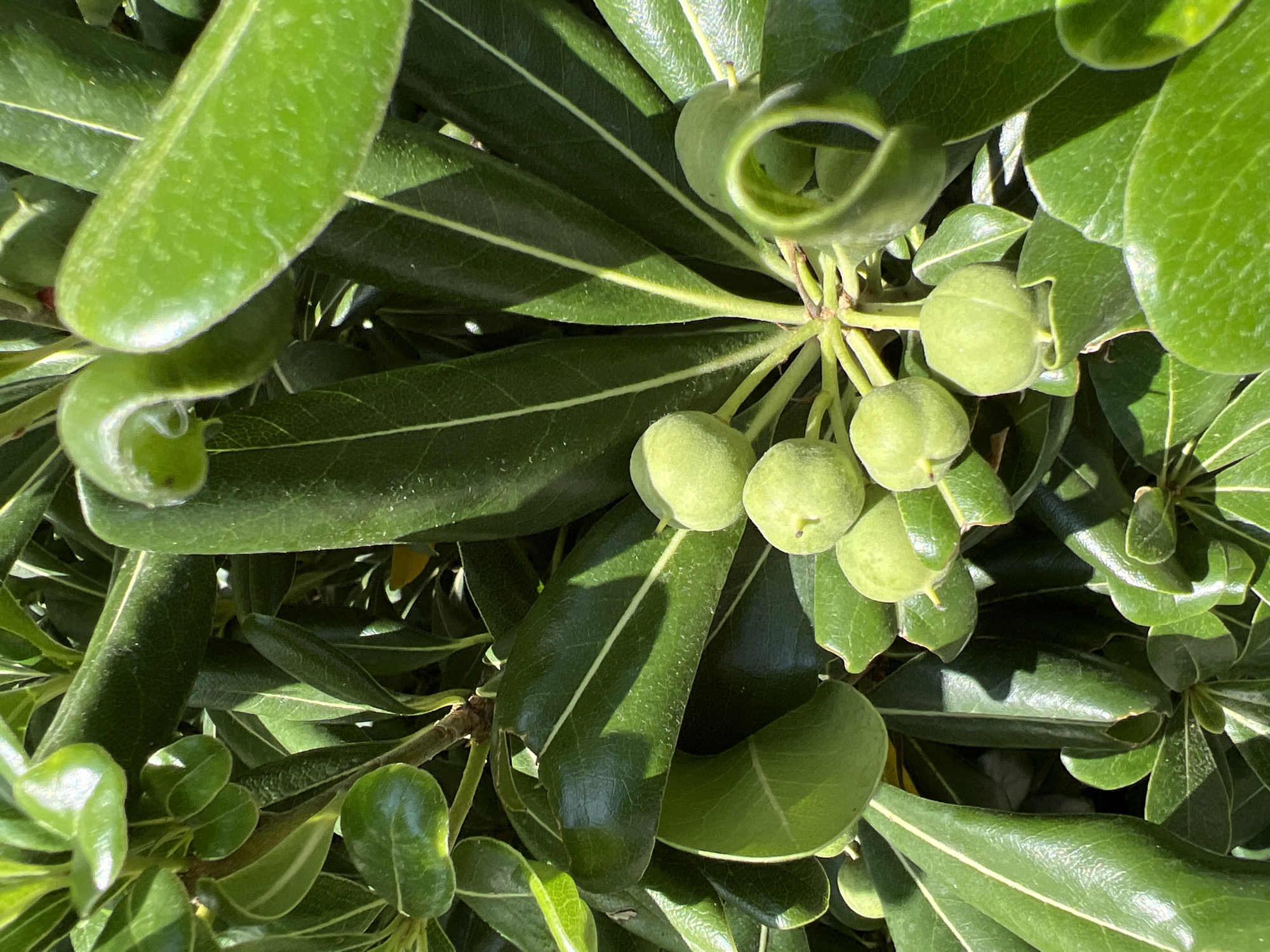In Budva, Montenegro, a close-up, overhead view captures a cluster of unripe, light green fruits on a plant with glossy, dark green leaves. The fruits are spherical and clustered together on thin stems, with a soft, fuzzy texture. The leaves are oblong with pointed tips and prominent, lighter green veins. The scene is bathed in bright sunlight, casting distinct shadows and highlighting the textures of the plant. The background is a blur of more green foliage, suggesting an outdoor setting.