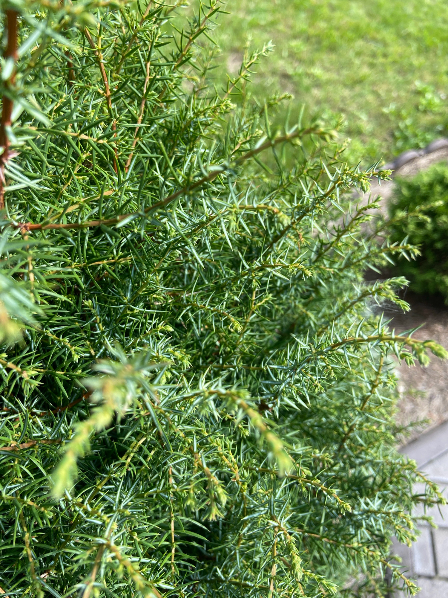 The image shows a close-up view of a green, coniferous shrub, likely a juniper, with sharp, needle-like leaves. The branches are numerous and intertwine, creating a dense texture. Small, light green buds are visible among the needles. The background is softly blurred, revealing a patch of green grass and a hint of a paved surface or pathway. The lighting suggests it is daytime with natural sunlight. There are no people or animals visible in the frame. The overall scene depicts a section of a garden or natural landscape, possibly in an outdoor setting in Зимородок Днп, Russia.