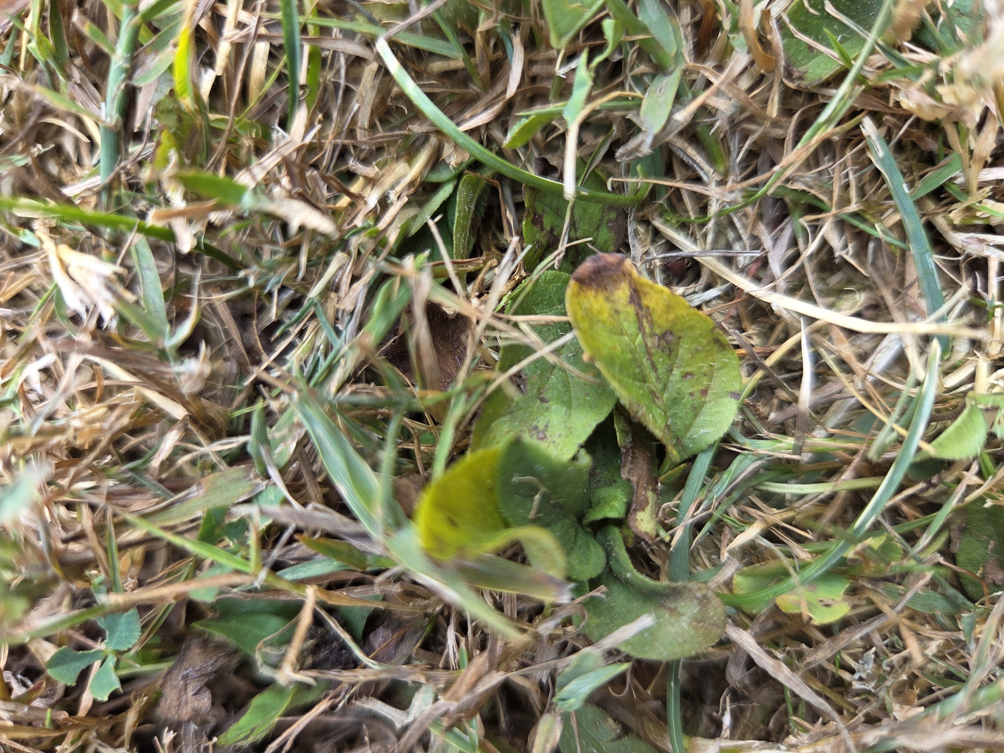 The image shows a close-up, overhead view of ground vegetation in Neckertal, Switzerland. The ground is covered in a mix of dry, brown grass and straw, interspersed with green blades of grass and several green leaves. Some of the leaves show signs of yellowing and browning, particularly at the edges. The lighting suggests it is daytime, with no artificial lights visible. The scene appears to be outdoors in a natural or semi-natural setting, possibly a park, garden, or meadow. There are no people or animals present in the image. The focus is on the textures and colors of the plant life.