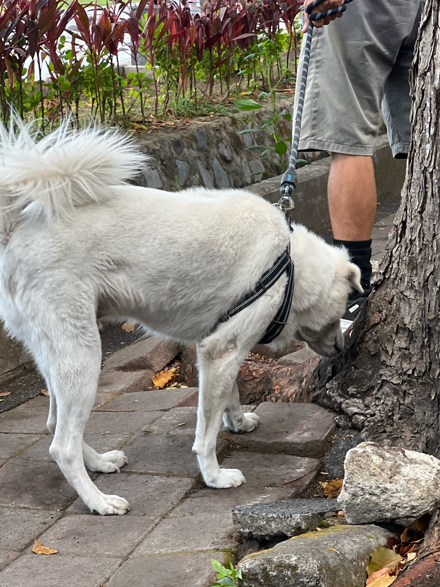 A white dog with a fluffy tail wearing a black and white patterned harness is sniffing the base of a large tree trunk. The dog is on a paved walkway made of interlocking rectangular stones. To the left of the dog are red-leafed plants and a stone wall. A person's legs, wearing grey shorts and black socks with white sneakers, are visible to the right of the dog, holding a leash. The scene appears to be outdoors in a public area, potentially a park or street in Denpasar, Indonesia, given the tropical vegetation.