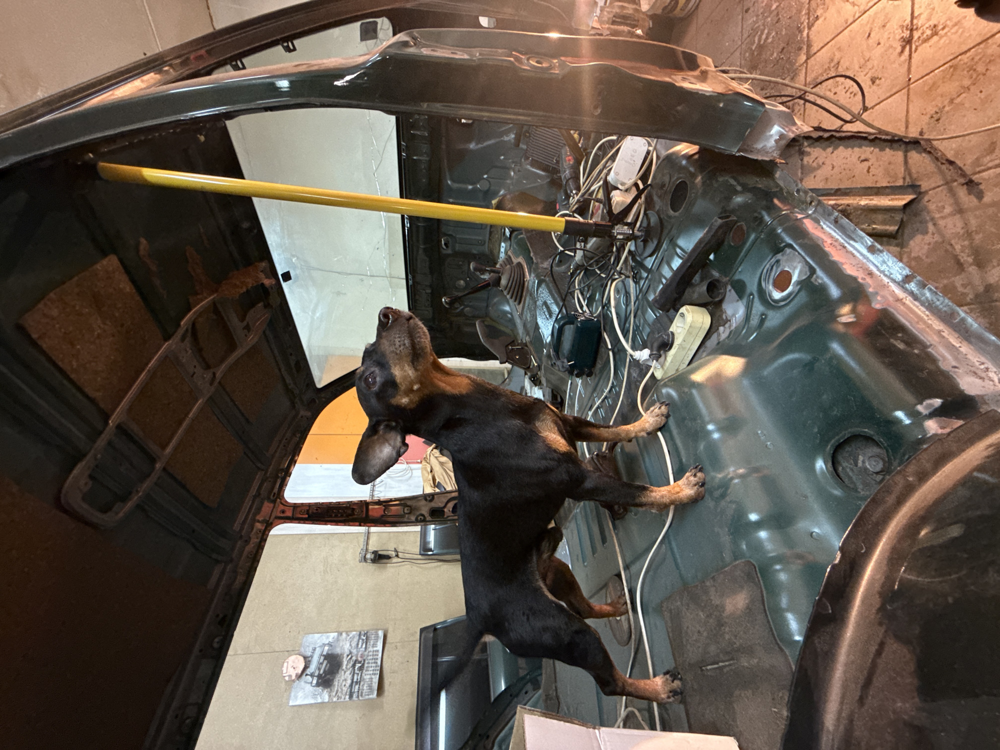 A black and tan dachshund stands inside the stripped chassis of a dark green vehicle, likely a car, in what appears to be a garage setting. The car's interior is gutted, with wires, electrical components, and the bare metal of the frame exposed. A yellow bar spans across the top of the chassis. The setting is a cluttered garage with tiled walls and various car parts. The dog appears curious, looking upward towards the interior of the car's structure. Based on the available information, this location cannot be definitively placed in Perm, Russia.