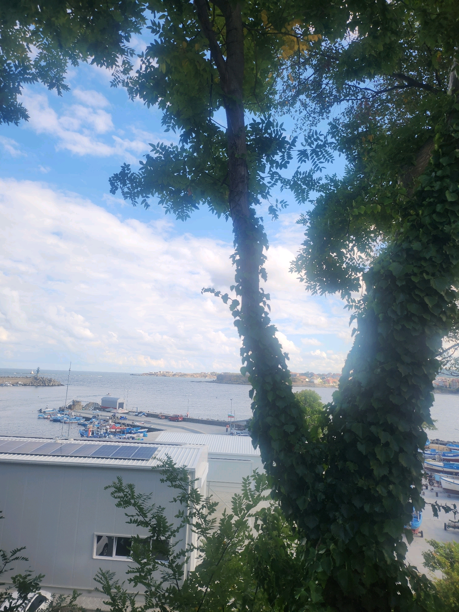This image captures a scenic view of the Tsarevo port in Bulgaria, as seen through the foliage of two large, ivy-covered trees in the foreground. The sky is a bright blue with scattered white clouds. In the middle ground, the port is visible with several boats docked and a lighthouse in the distance. Buildings, likely part of the port facilities, are present along the shoreline. The background shows a town with buildings and a coastline stretching into the distance. The overall impression is of a calm, sunny day at a coastal town.