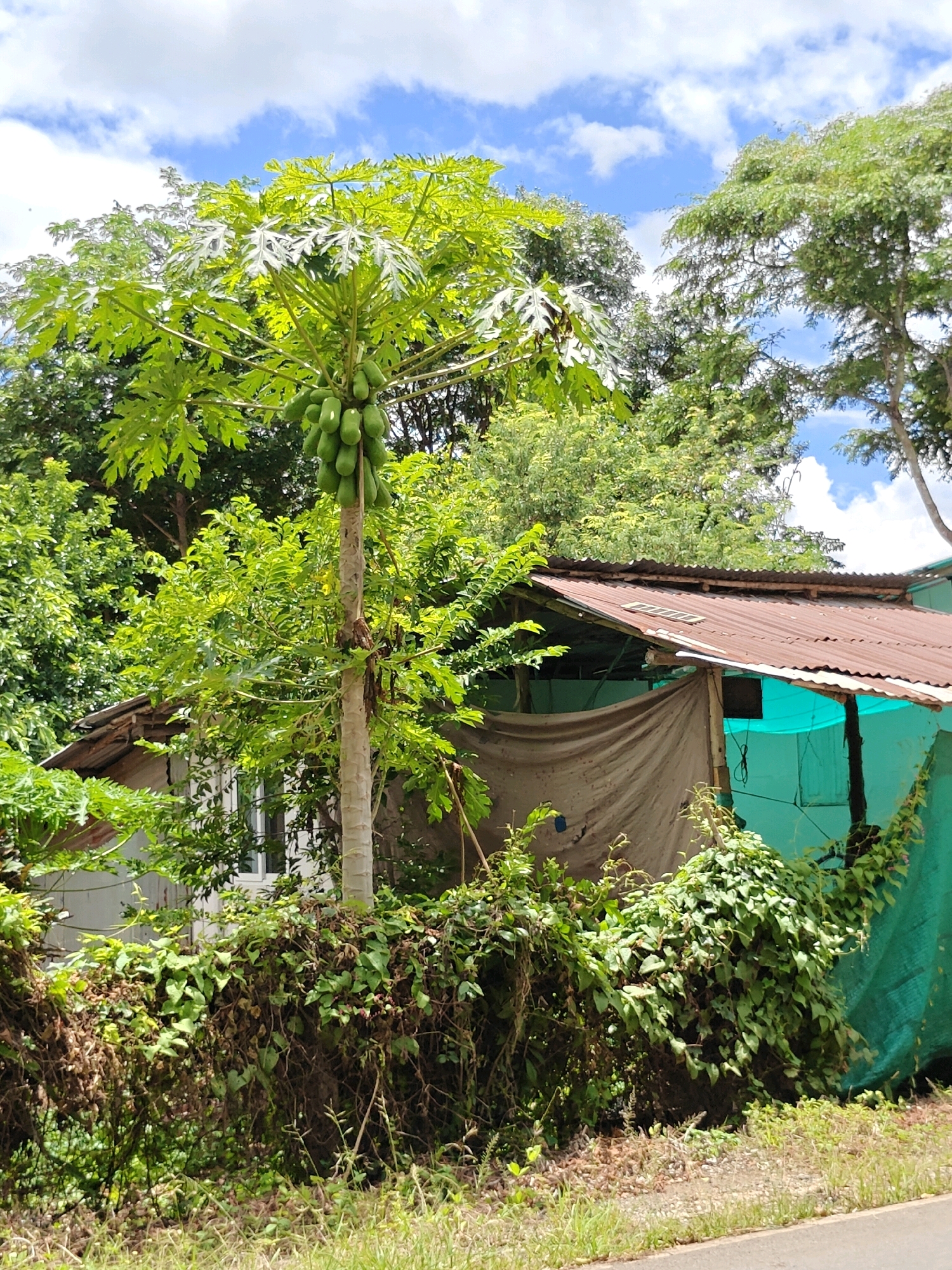 The image depicts a scene in Mu Si, Thailand, characterized by lush vegetation and a rustic dwelling. A tall papaya tree laden with green fruit stands prominently in the foreground, its large, palmate leaves creating a dense canopy. Behind the tree, a simple structure with a corrugated metal roof is visible, partially covered by tarpaulins and green netting. Overgrown vines and bushes surround the dwelling and extend along a low boundary, obscuring parts of a white building to the left. The background is filled with dense foliage and trees, with a bright blue sky dotted with white clouds overhead. The ground in front of the boundary is covered with dry grass and some lighter colored soil. The overall impression is one of a rural, tropical environment.