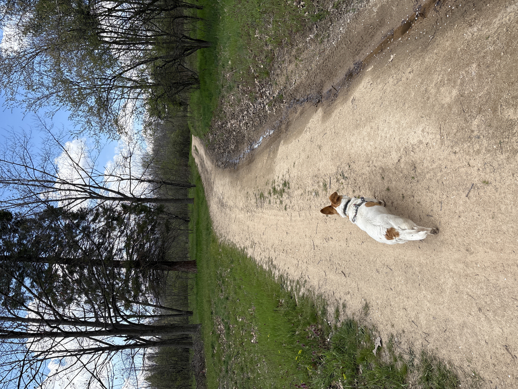 A Jack Russell Terrier is lying on a dirt path in a wooded area with the trees showing hints of Spring. The ground is damp in spots along the left edge of the path. The location is not indicated in the image.
