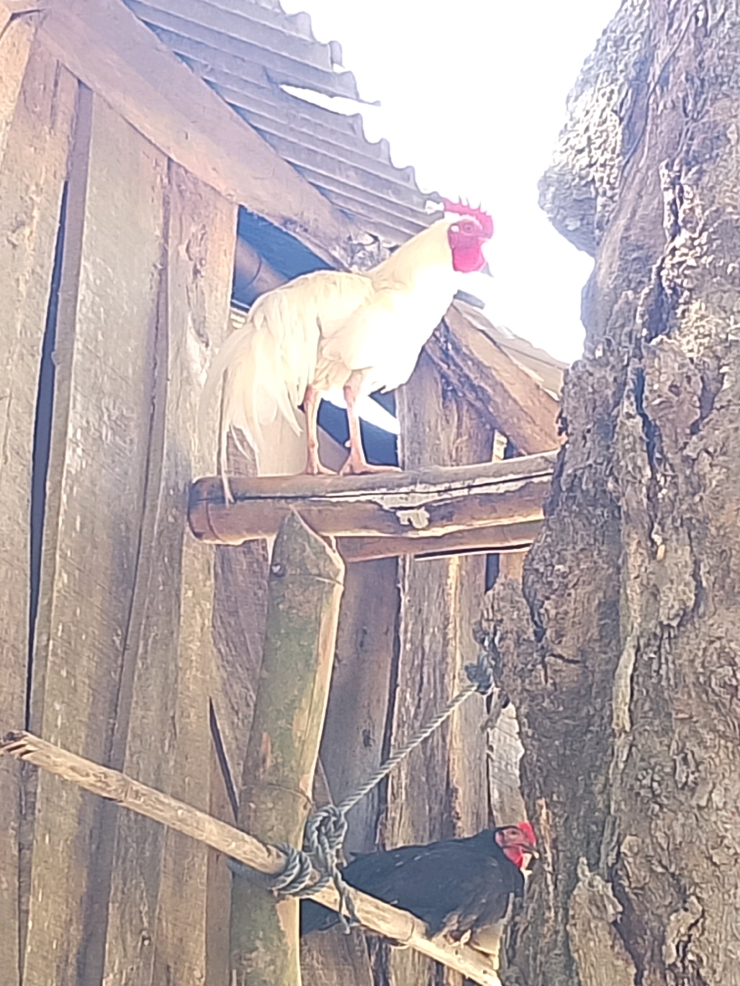 A pale rooster stands on a bamboo perch attached to a wooden structure. The rooster has a red comb and wattles, and its feathers are a light cream color. Behind the rooster, a black hen sits on a lower perch, also made of bamboo. The structure appears to be weathered, with wooden planks forming the walls and a corrugated roof. A thick tree trunk is visible to the right of the scene. The overall setting suggests a rural or rustic environment.