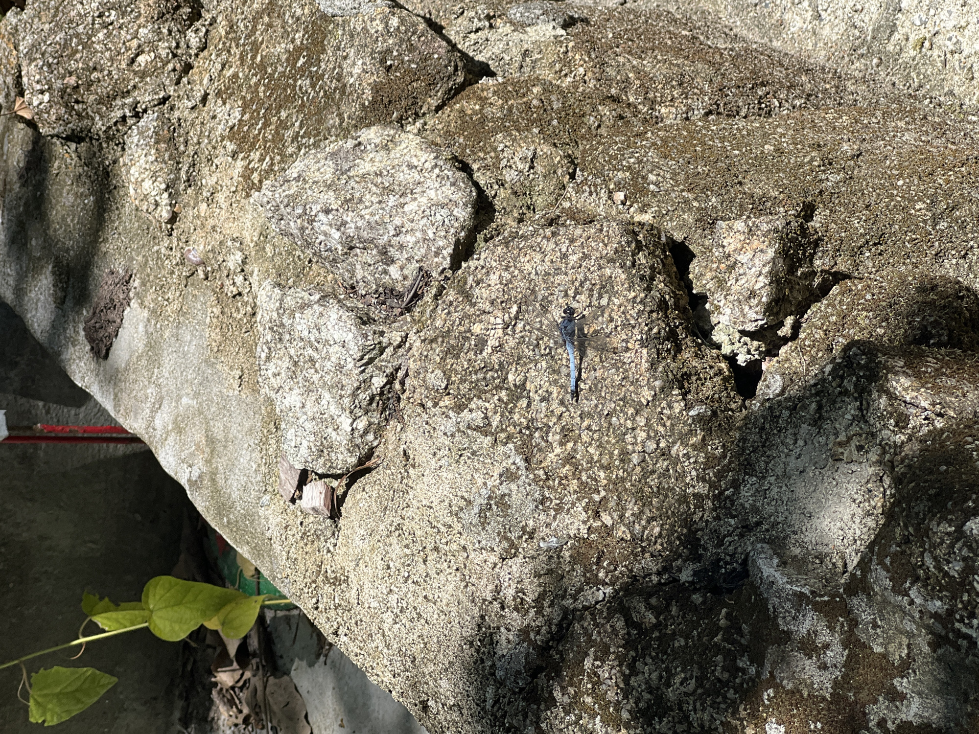 A blue dragonfly is resting on a moss-covered rock. The rock is part of a large, rough-textured geological formation. In the background, a green plant with heart-shaped leaves is growing near a grey concrete wall. Sunlight casts shadows across the scene. The location is Baan Nok Sai, Thailand.