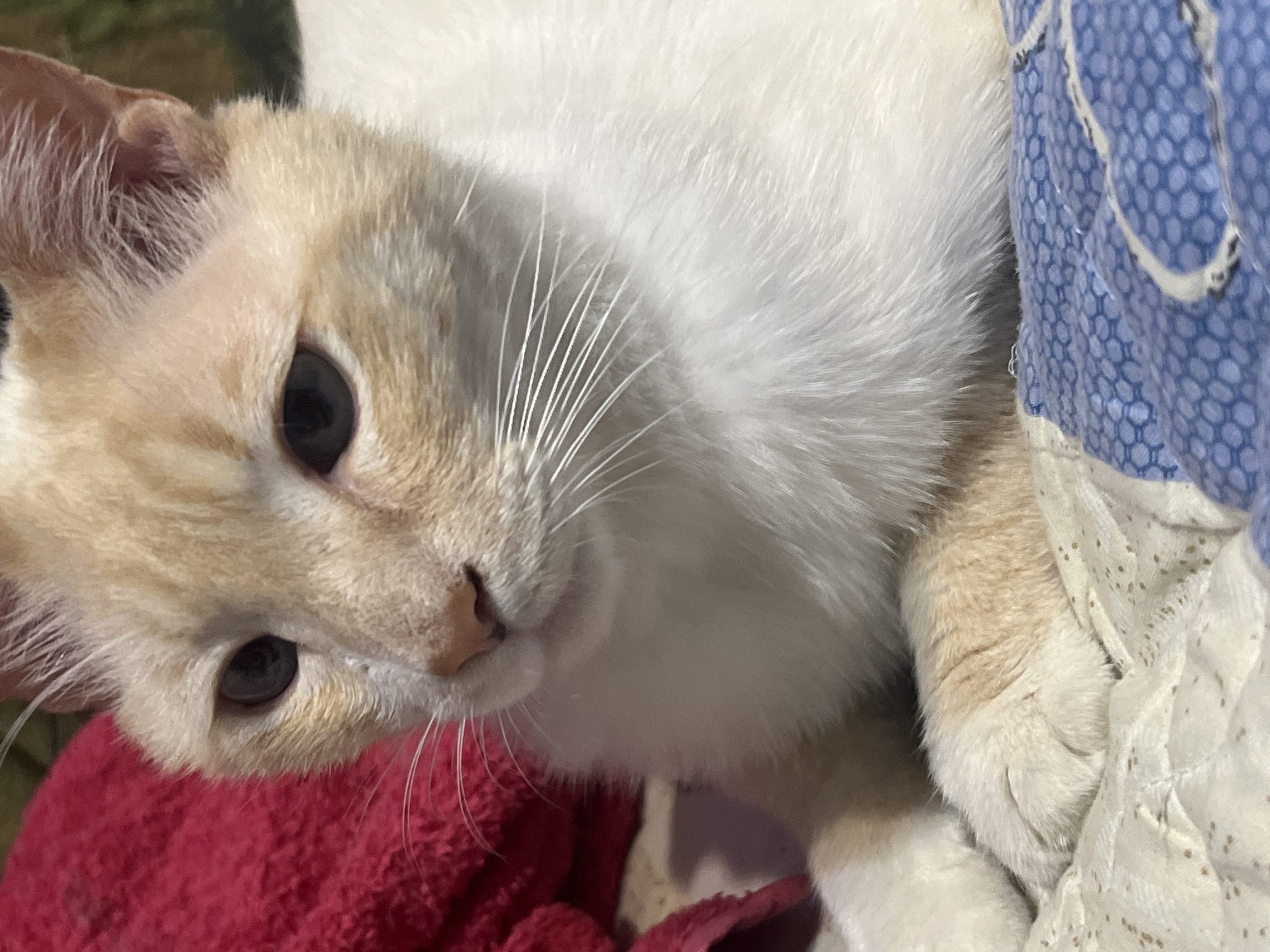 A close-up, vertical, eye-level shot shows a ginger and white domestic cat resting on a textured surface. The cat is positioned slightly to the left of the frame, with its head turned towards the right. Its fur is primarily white, with ginger markings on its ears, forehead, and scattered across its body. The cat's eyes are dark and partially closed, giving it a relaxed appearance. Its whiskers are prominent and white, fanning out from its muzzle. The cat's front paws are resting on a light-colored, patterned blanket. To the left of the cat, a bright red, textured fabric is visible. In the lower right corner, a portion of a blue, hexagonal-patterned surface can be seen. The background is out of focus, with hints of green suggesting foliage. The lighting is soft, highlighting the cat's fur. The overall scene depicts a calm, domestic setting.