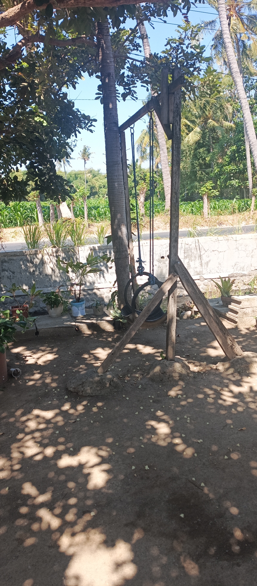 The image shows a tire swing hanging from a wooden frame erected between two palm trees. The scene is outdoors, under the shade of trees with dappled sunlight on the ground. In the background, there is a field of crops, possibly corn, and more palm trees. A concrete wall runs along the edge of the field. There are potted plants near the swing. The ground is dirt. The location is described as Arjasa, Indonesia, likely a rural area. There are no people visible in the image.