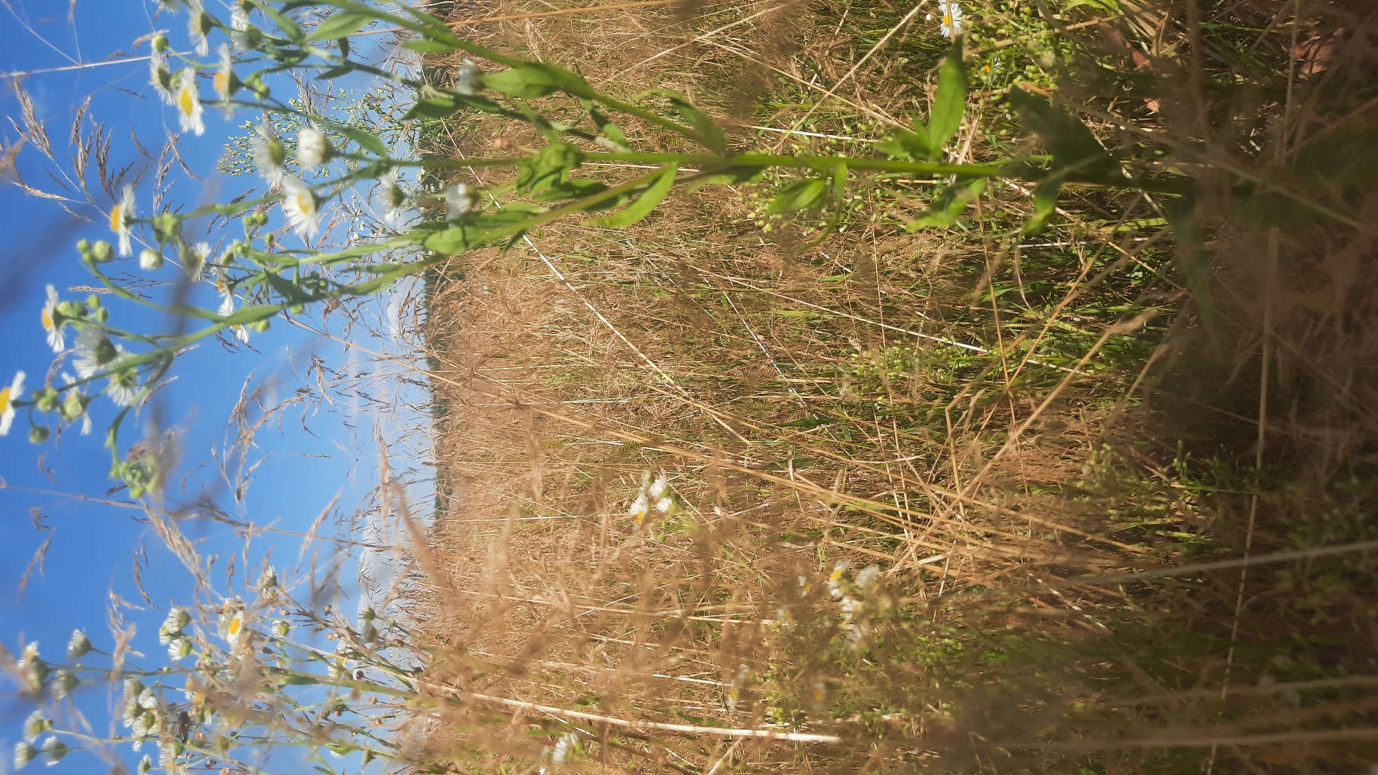 The image shows a close-up view of a field with dry grass and some green plants with small white flowers, likely in a rural area. In the background, there is a clear blue sky and a distant treeline. The lighting suggests it is daytime. The scene appears to be a natural landscape, possibly a meadow or a field. There are no people or man-made structures visible in the frame. The focus is on the vegetation and the natural elements. The image was taken in the city of Shklov, Belarus.