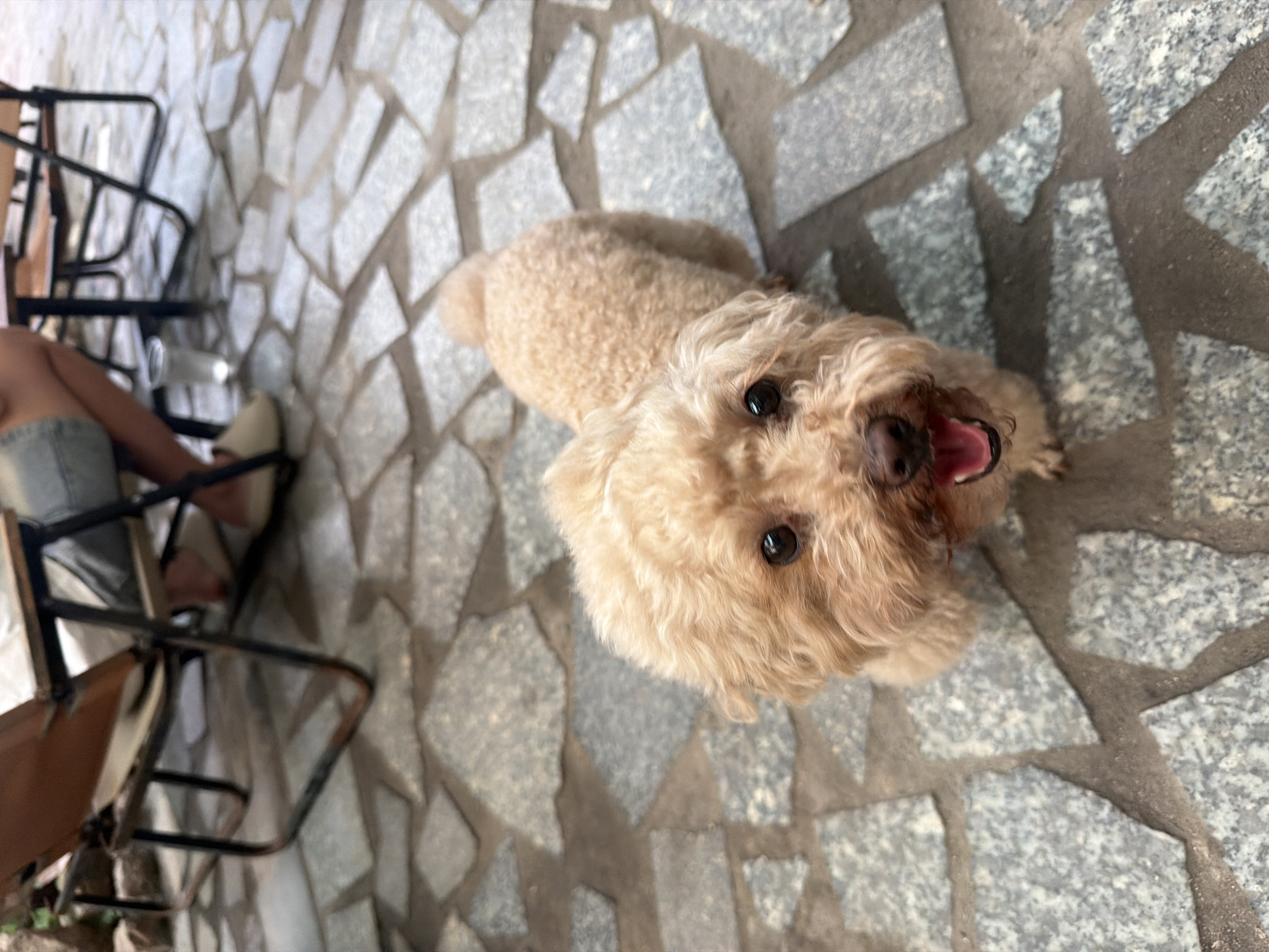 A light-colored toy poodle is looking up at the camera, its mouth open in a pant. The dog has dark eyes and a dark nose. It is lying on a stone-tiled surface. The tiles are of various sizes and shapes, in shades of gray and black. In the background, a portion of a person's legs and torso are visible, as well as a portion of a black metal chair. The person is wearing denim shorts. The scene appears to be outdoors, possibly in a courtyard or patio, given the stone tiling and the presence of outdoor furniture. The lighting suggests it is daytime, and the dog's panting might indicate warm weather. The setting, with the stone tiling and the style of the chair, could be a cafe or a residential outdoor area in Vietnam, as suggested by the location context.