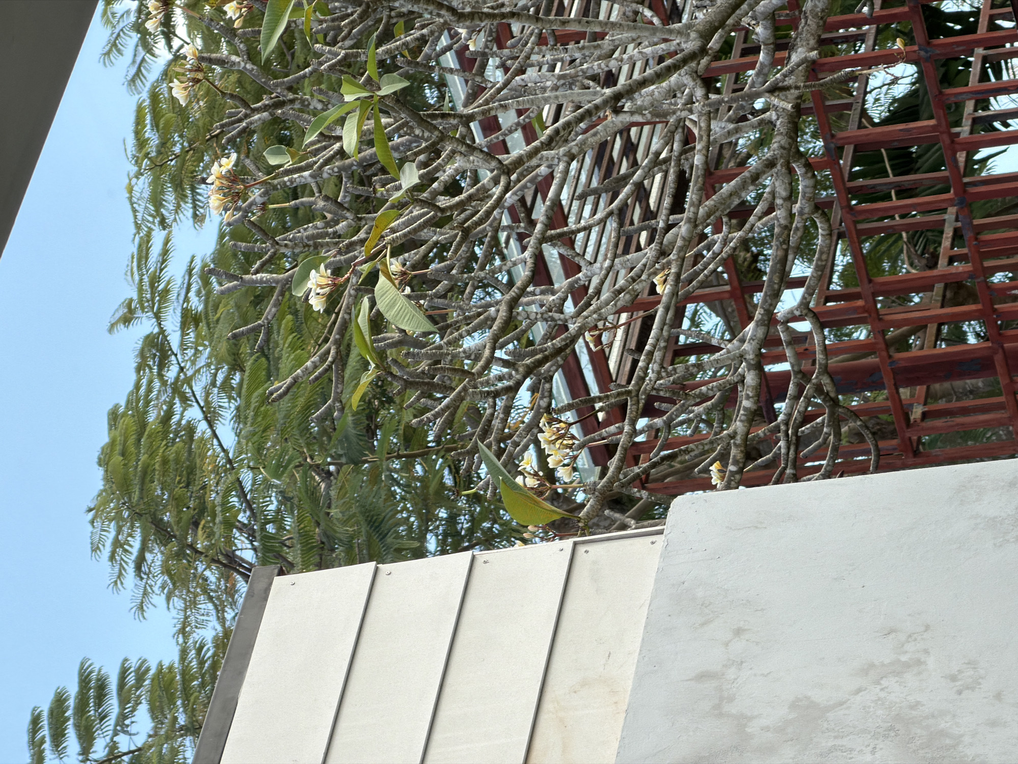 The image shows a section of the exterior of a building in Kuta Selatan, Indonesia, with a bright blue sky in the background. On the left, a portion of a white building wall with horizontal siding is visible, meeting a darker, angular structure at the top. To the right of the building, a plumeria tree with bare branches and a few white flowers is in focus. Behind the plumeria tree, a reddish-brown metal structure, possibly a fence or trellis, is visible. Further in the background, dense green foliage from trees is present, suggesting a lush environment. The overall scene captures an outdoor view with architectural elements and natural vegetation.
