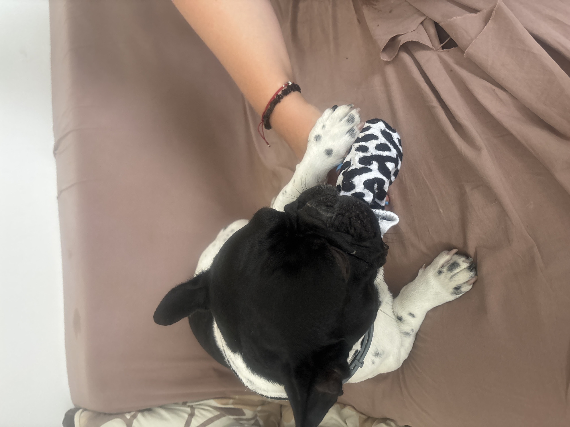 A black and white French bulldog is lying on a brown sofa, holding a stuffed toy in its mouth. The dog's front paws are resting on the toy and on a person's arm. The person's arm is visible from the elbow down, and they are wearing a bracelet. The sofa appears to be in a domestic setting. There are no specific elements in the image that would allow for the localization of Sofia, Bulgaria.