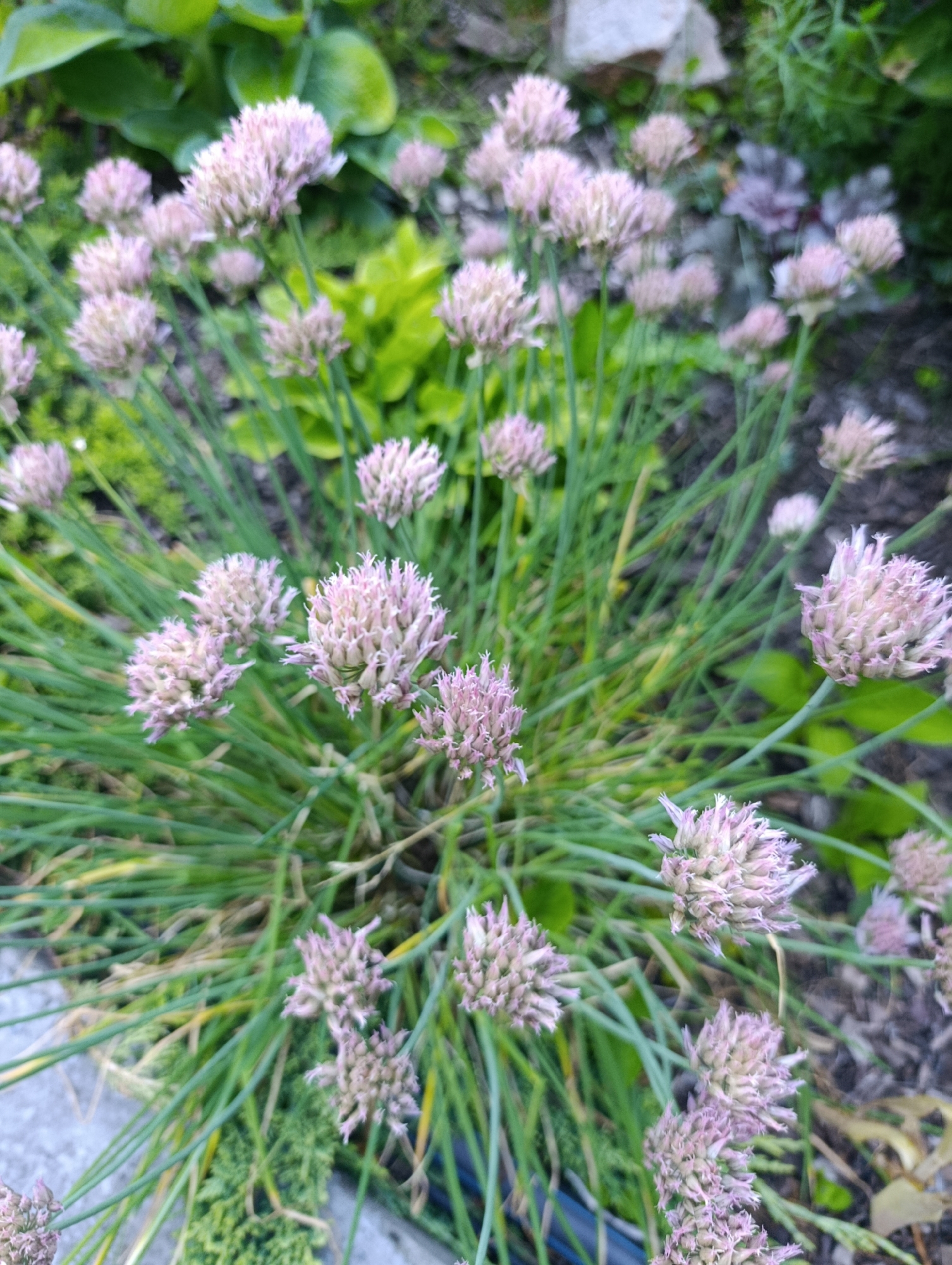 A close-up, high-angle shot captures a cluster of flowering chives in a garden setting. The chives feature small, delicate pinkish-purple flower heads atop long, slender green stems. The background is a blur of green foliage, with some lighter green leaves and darker, out-of-focus plants. The ground appears to be soil and possibly some scattered stones or mulch. There is a hint of a grey concrete path or surface in the lower left corner. The overall impression is one of a natural, outdoor environment, likely a domestic garden. The image does not contain any discernible elements that would allow for specific identification of its location within the city of Bratske, Ukraine, or any other specific geographical area.