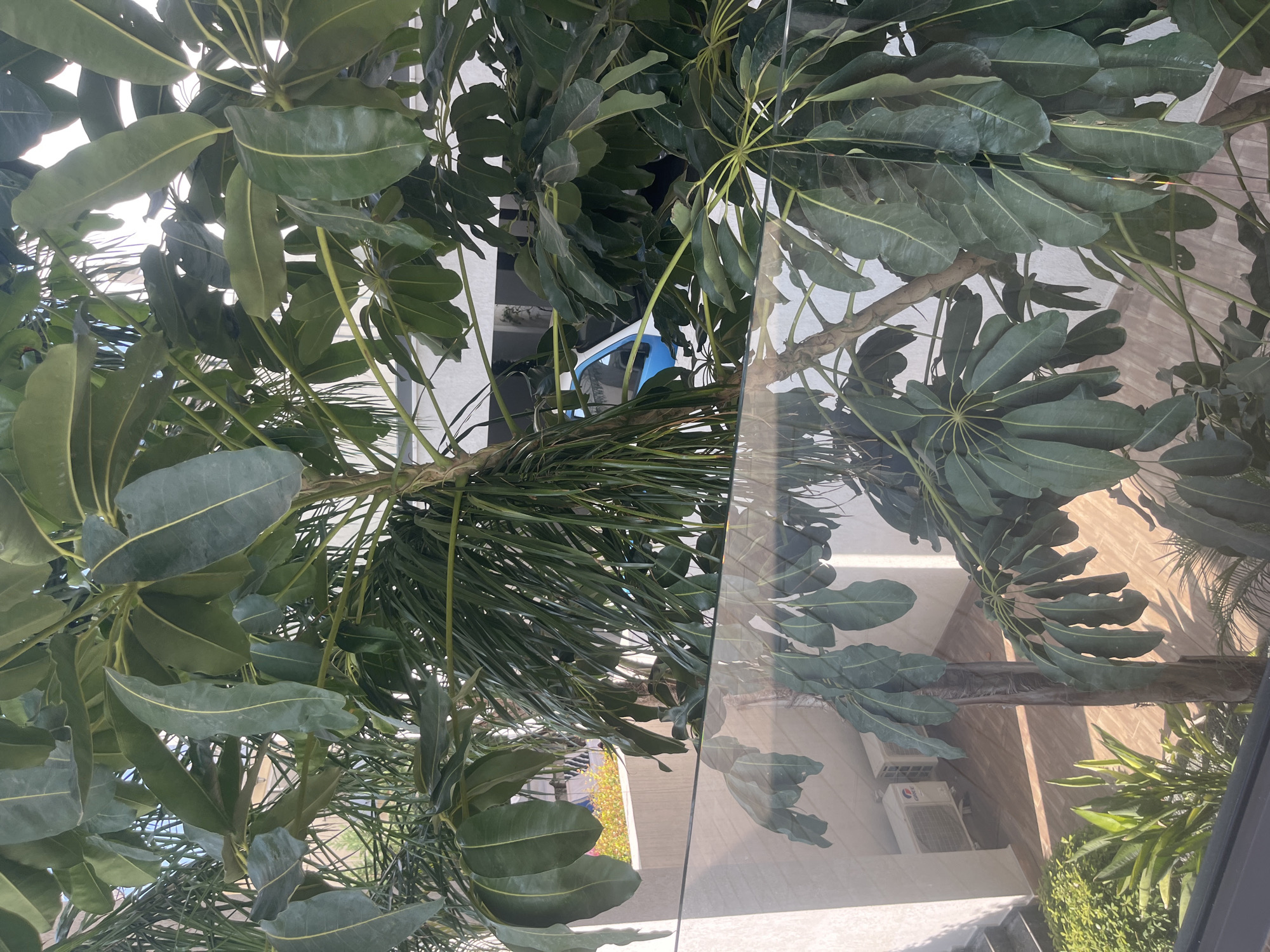 A vertical, eye-level outdoor shot captures a view through dense green foliage, with a glass railing in the foreground. The scene appears to be a residential balcony or terrace in Germasogeia Municipality, Cyprus, as indicated by the presence of outdoor air conditioning units on a tiled patio below. Beyond the railing and trees, a white building with a modern facade is visible, along with a glimpse of a bright blue vehicle. The lighting suggests it is daytime, with sunlight casting shadows and highlighting the textures of the leaves and building materials. The overall impression is one of lush vegetation framing a well-lit, contemporary urban environment.