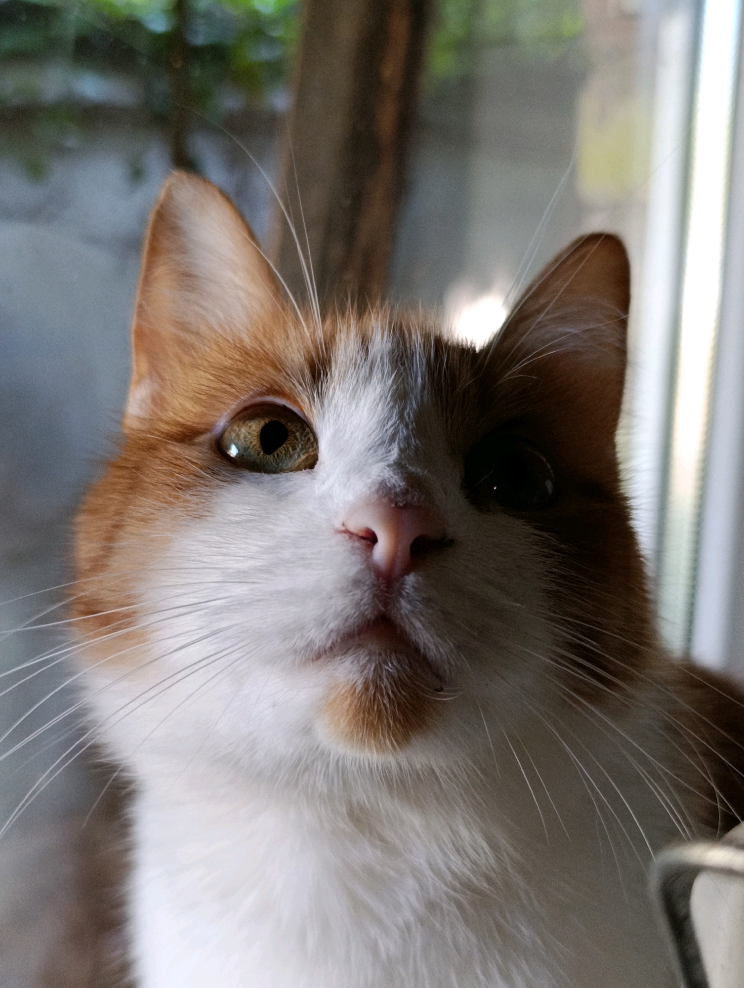 The image shows a close-up of an orange and white cat's face. The cat is looking directly at the camera. Its left eye is open and visible, while its right eye is mostly in shadow. The background is blurred and appears to be outdoors, with some greenery and a vertical structure that could be a window frame. The image was taken in Cherkasy, Ukraine.
