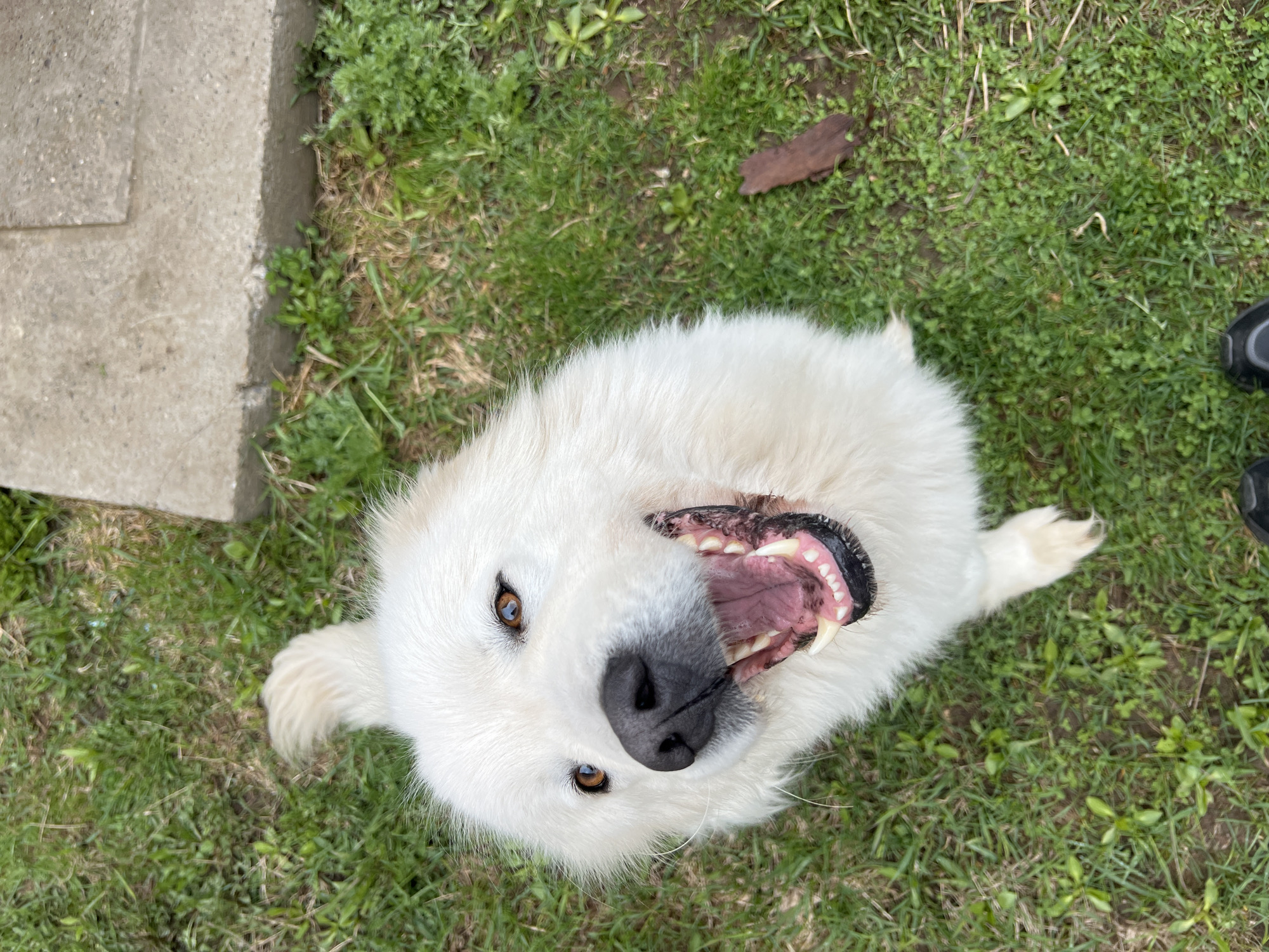 A white dog lies on its back on a patch of green grass with small green plants interspersed throughout. A concrete block is visible in the upper left corner of the image. The dog is looking up at the camera with its mouth open, exposing its teeth. A black shoe is partially visible in the upper right corner. The photograph was taken outdoors in daylight. The precise location and city cannot be determined from the image.