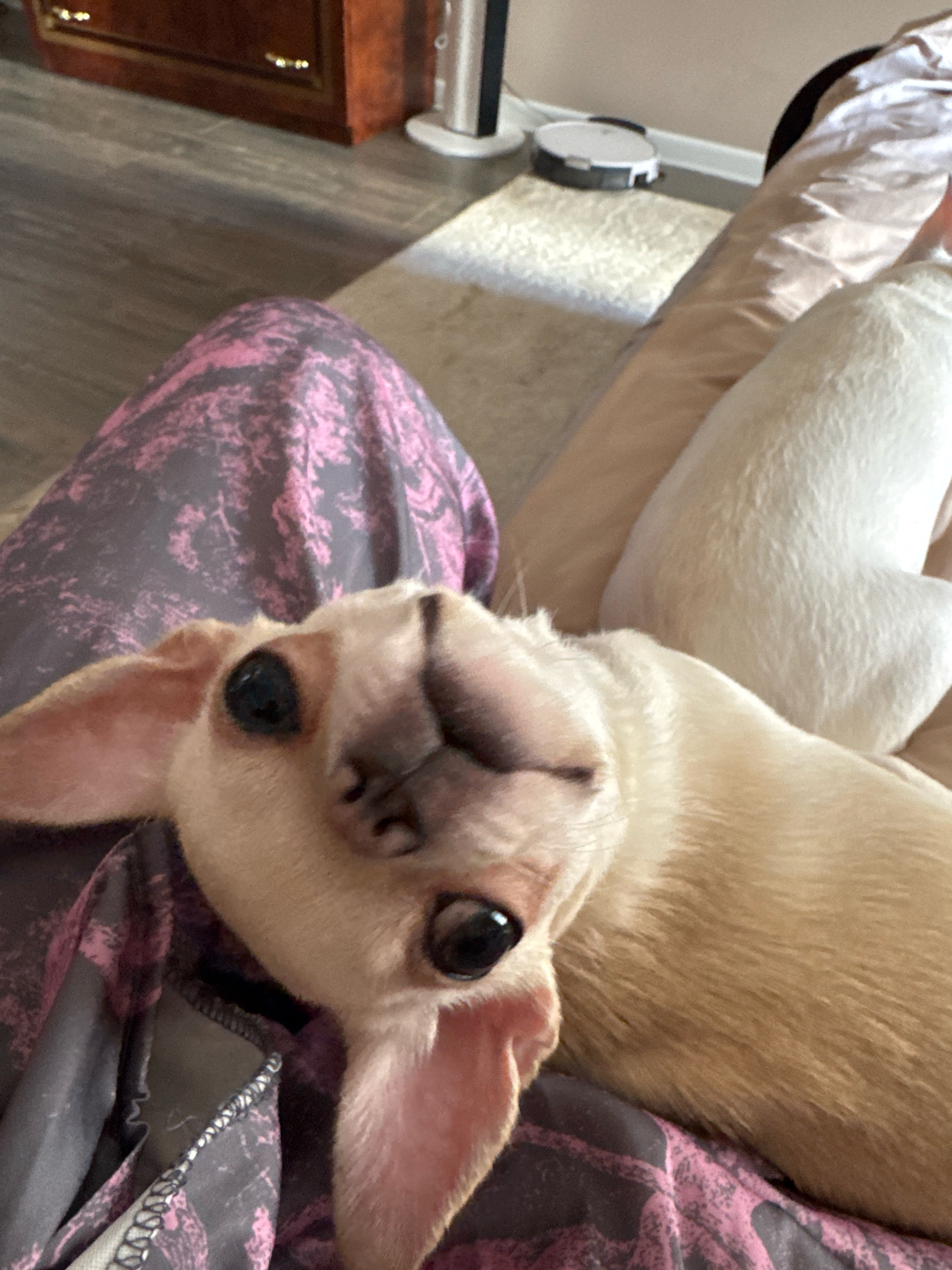 The image shows a close-up of a small dog with light brown fur, lying on a person's lap. The dog's head is tilted upwards, with its eyes wide open and looking at the camera. The dog's ears are large and floppy, and its nose is visible in the center of its face. The person is wearing patterned leggings with pink and black designs. In the background, there is a glimpse of a wooden cabinet and a robotic vacuum cleaner on the floor. The scene appears to be indoors, likely in a living room or bedroom. There are no identifiable landmarks or features that would suggest a specific location in Novosibirsk, Russia.
