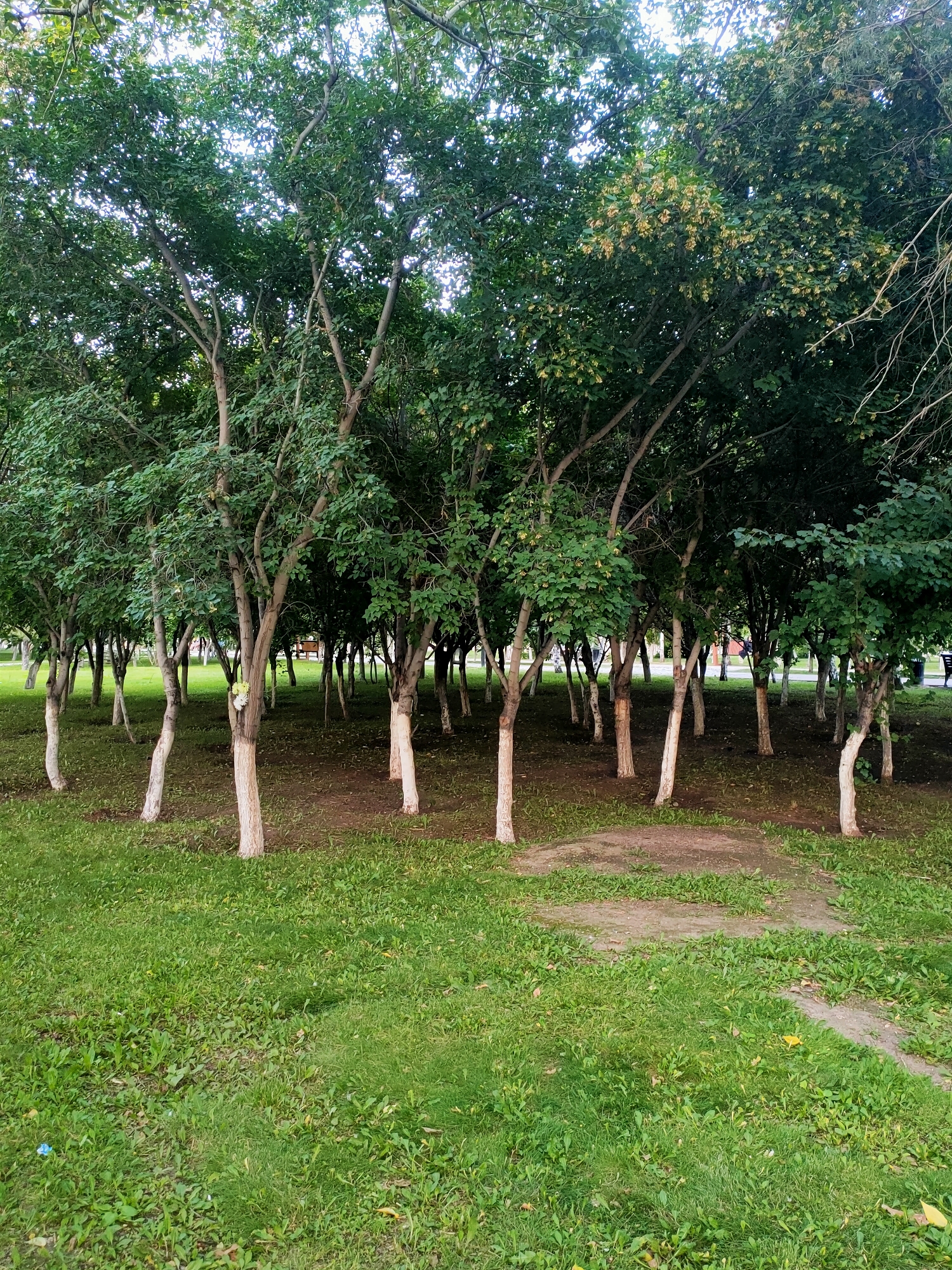 The image depicts a grove of young trees with white-painted trunks, likely in a park setting. The trees are closely planted and their branches form a dense canopy, with some leaves showing hints of yellow, suggesting a transition into autumn. The ground beneath the trees is covered with dry leaves and patches of grass, while a more vibrant green lawn extends in the foreground. In the background, through the trees, there are glimpses of park amenities such as benches and a few indistinct figures of people walking, indicating a public space. The overall impression is of a well-maintained urban park. Based on the foliage and the painted tree trunks, this scene is consistent with parks found in Astana, Kazakhstan, particularly during the late summer or early autumn season.