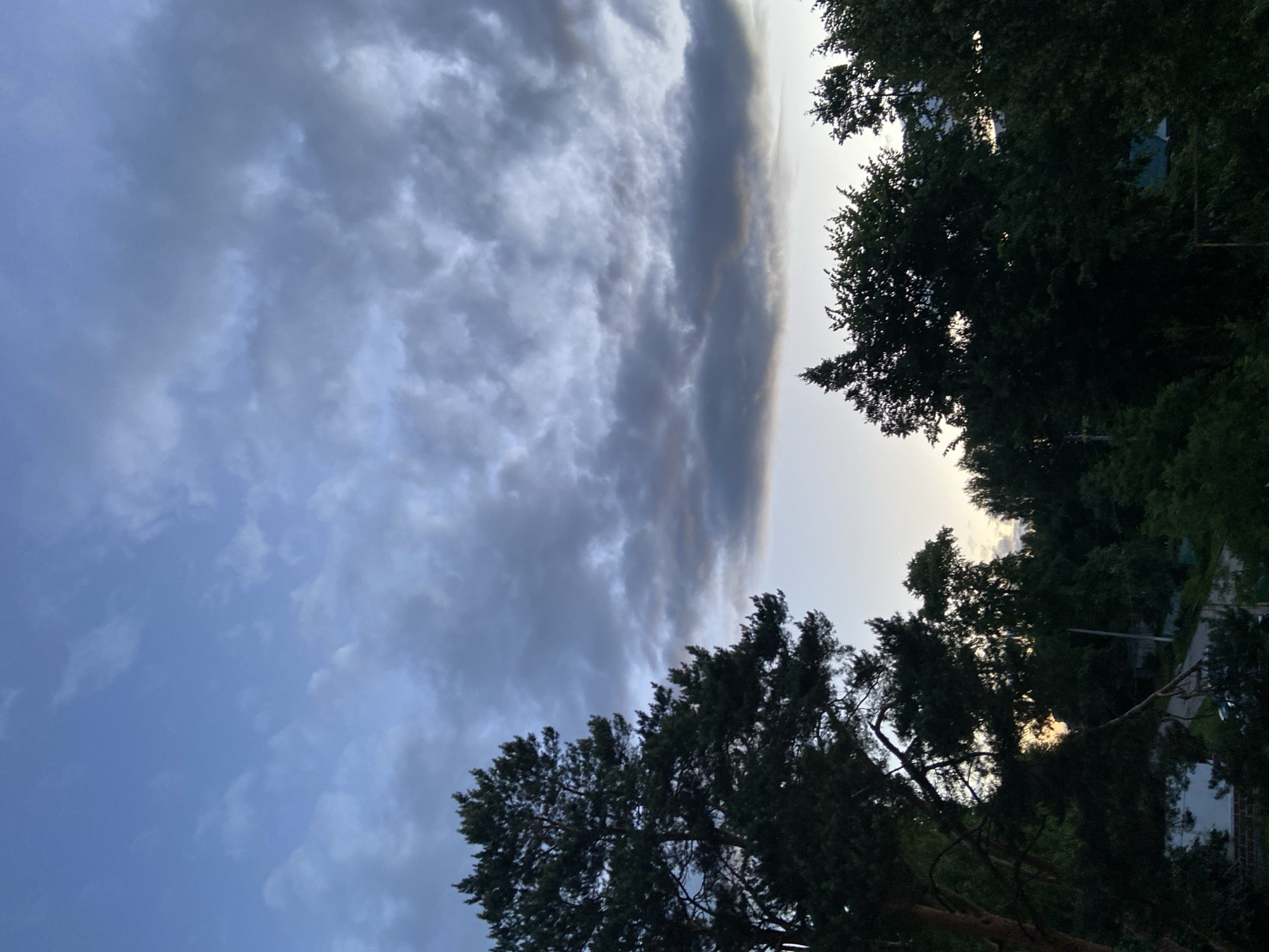This is a photograph of a sky filled with clouds, with trees silhouetted against it. The clouds are varied in texture and color, with some appearing dark and heavy, while others are lighter and more wispy. A band of brighter light is visible on the horizon, suggesting that the sun may be setting or rising. The trees are dense and dark, their branches reaching upwards towards the sky. The overall impression is one of a natural landscape at dusk or dawn, with a sense of calm and perhaps a touch of melancholy. There are no visible people or objects other than the natural elements. The image is oriented vertically, with the sky occupying the majority of the frame. The lighting suggests it is either early morning or late evening.