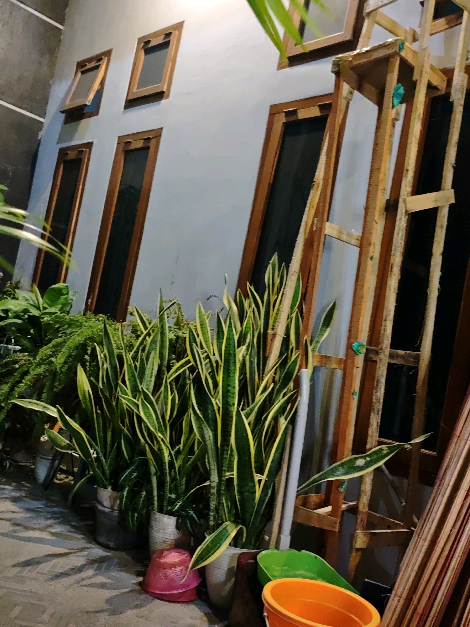The image depicts an outdoor scene in front of a building with a light gray exterior wall. Four rectangular windows with wooden frames are visible on the wall; one of the top windows is slightly ajar. To the right of the windows, a tall, unfinished wooden structure, possibly scaffolding or a trellis, is leaning against the building. In the foreground, several potted plants, including snake plants with striped leaves and lush green ferns, are arranged along the ground. A pink plastic basin and two other plastic containers, one green and one orange, are also present. The ground appears to be paved with rectangular tiles. The lighting suggests it is either dusk or night, with shadows cast across the scene. There are no people visible in the image.