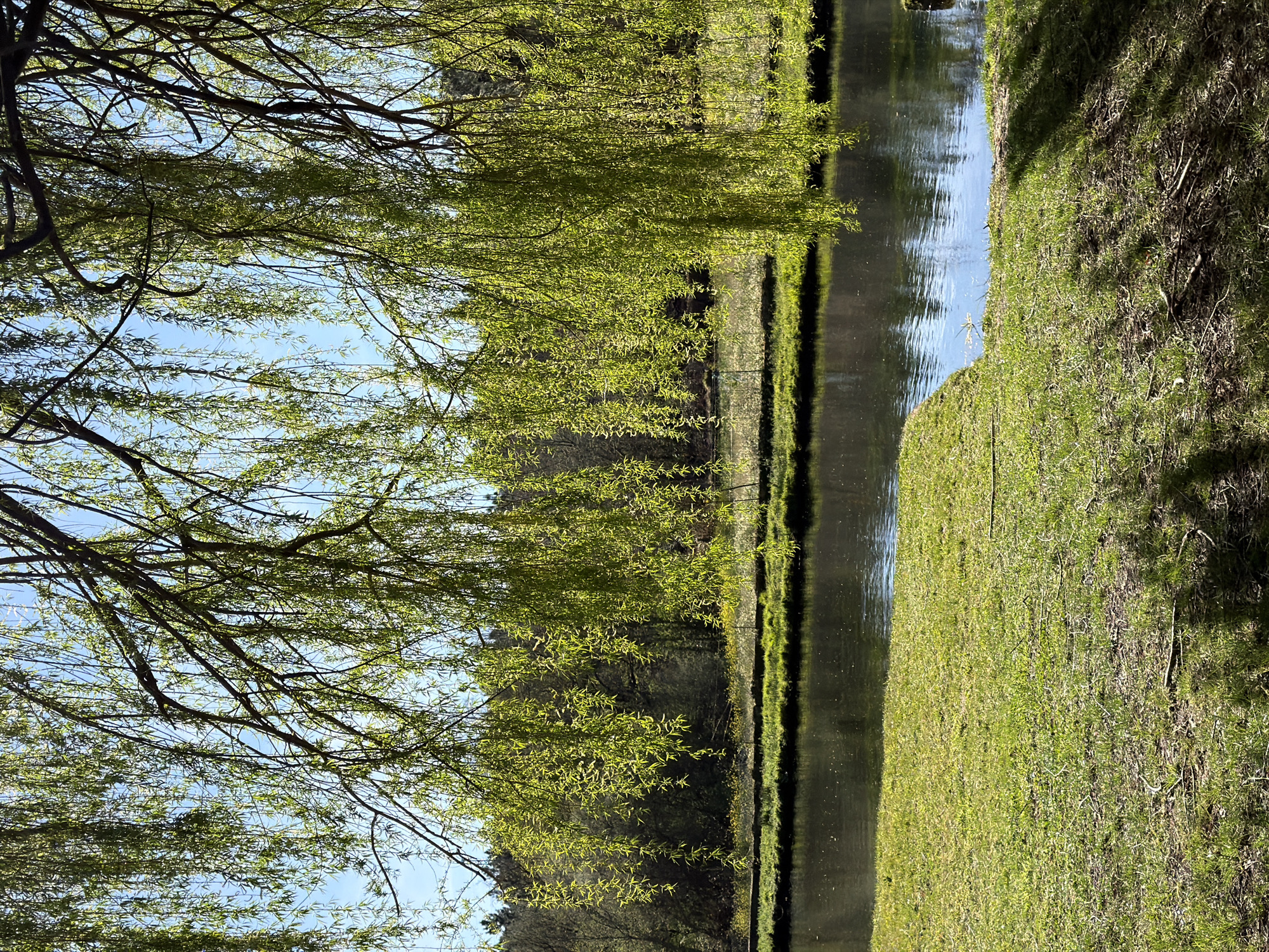 The image displays a natural landscape within the city of Vila Real, Portugal, characterized by a weeping willow tree in the foreground. The upper half of the frame is dominated by numerous slender branches and bright green, newly unfurled leaves of the willow, backlit by direct sunlight against a clear, light blue sky. These leaves hang vertically, creating a dense curtain effect.
Below the willow foliage, a calm body of water, likely a river or pond, occupies the mid-ground. Its surface is dark and exhibits subtle reflections of the sky and surrounding environment. On the near side of the water, a patch of green grass with some sparse, drier patches and small twigs covers the lower-left and lower-right portions of the frame. Shadows from unseen foliage, presumably the willow, are cast across the grass on the right.
Across the water, a narrow strip of green grass is visible, containing a scattering of small yellow flowering plants. Beyond this strip, a dense line of mature trees, exhibiting various shades of green and brown foliage, forms the background, suggesting a wooded area. No human figures or discernible man-made structures are present within the scene.
