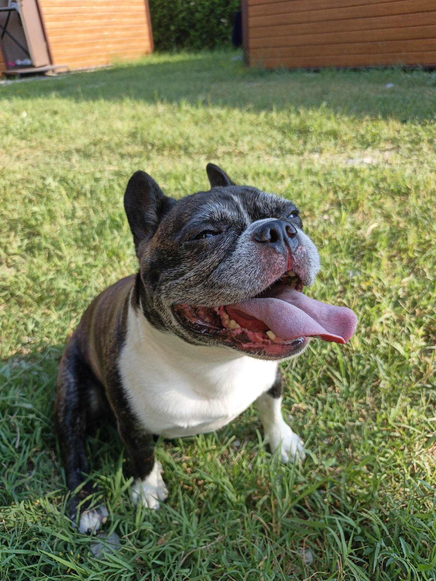This media file is a full-shot, eye-level, vertical photograph of a French Bulldog sitting on green grass. The dog is black and white with graying fur around its face. Its mouth is open, and its long, pink tongue is hanging out. The dog's eyes are partially closed, and it appears to be panting, suggesting it may be warm or have been exercising. The background consists of green grass and out-of-focus wooden structures, possibly a shed or fence. The lighting suggests it is daytime, likely sunny, given the shadows and brightness of the grass. The setting appears to be a backyard or outdoor area. There is no visible text in the image. The dog's expression conveys a sense of contentment or exertion.