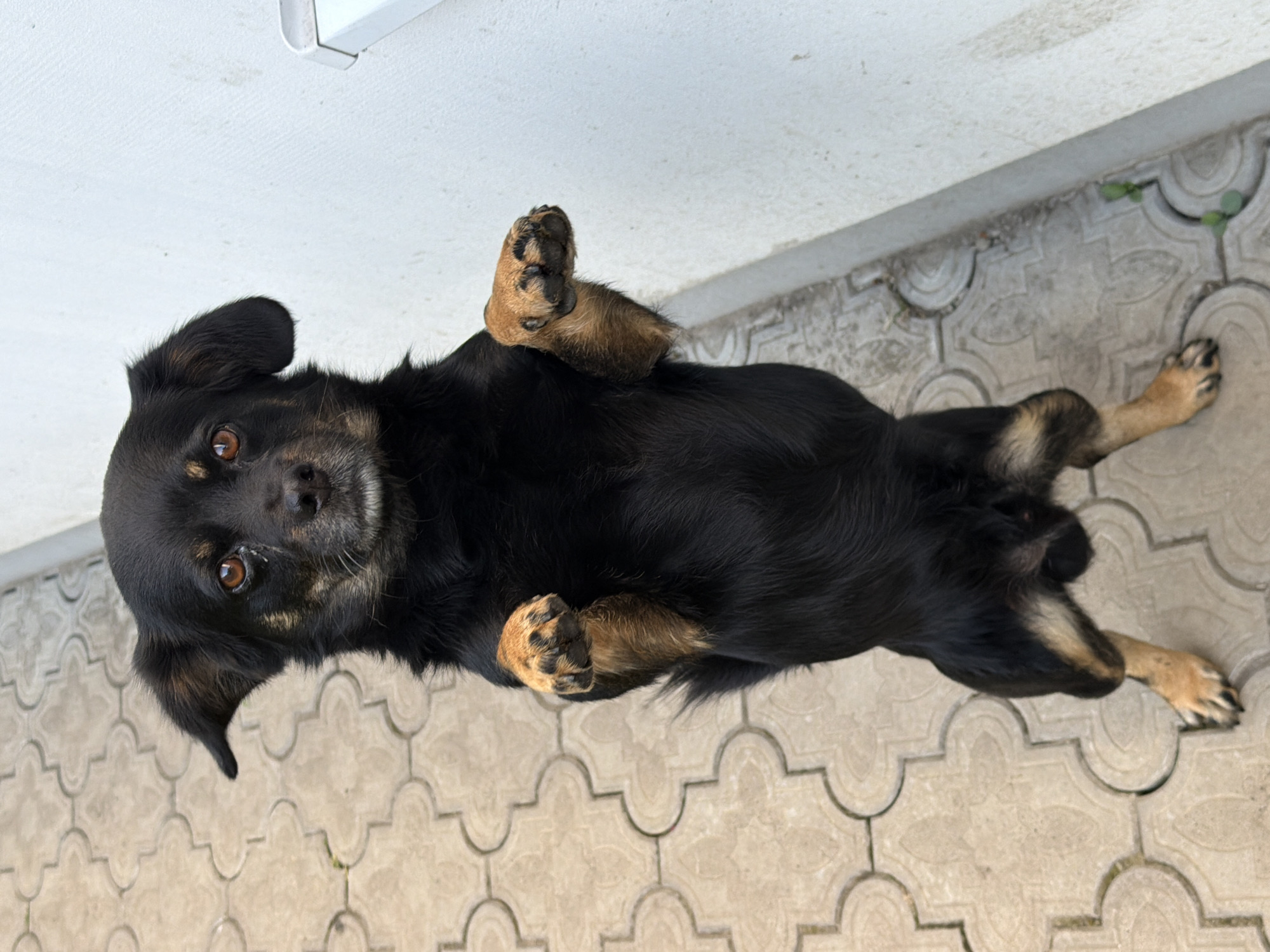A black and tan dog stands on its hind legs on a paved surface with a textured pattern, possibly in the city of Kozova, Ukraine. The dog is facing the camera, with its front paws held up. The background consists of a light-colored wall.