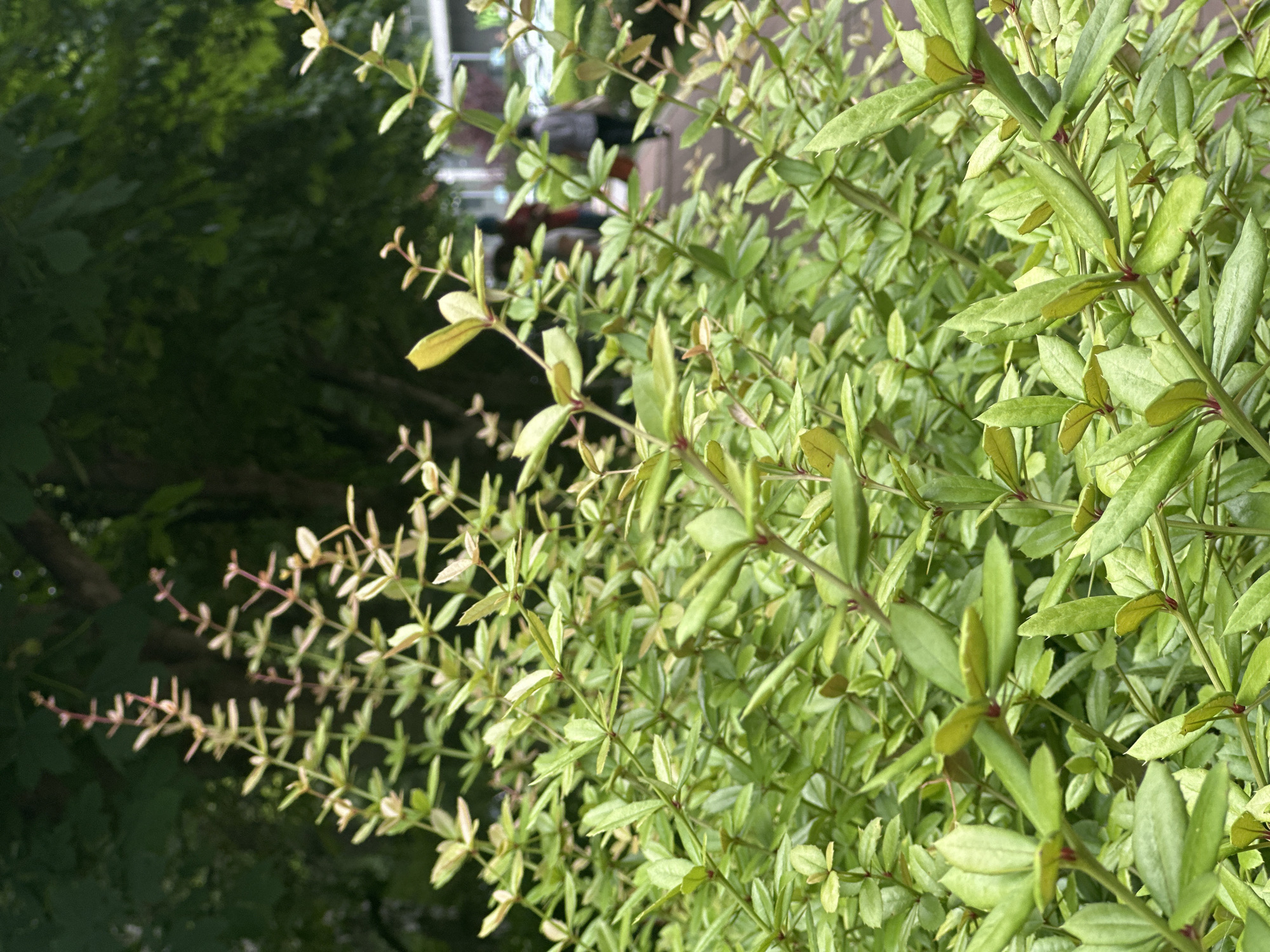 This media file is an image of a close-up view of a dense, leafy green bush. The bush has many small, pointed leaves and thin, reddish-brown stems. Some of the leaves are a lighter, yellowish-green, suggesting new growth. The foliage fills the right and central parts of the frame, creating a textured and layered effect.
In the background, to the left and upper left of the bush, there is a dark, out-of-focus area of greenery, likely representing trees or other plants in shadow. A blurred structure, possibly a building with a window and some indistinct figures or objects inside, is visible through the branches of the bush in the upper center of the image. The lighting suggests it is daytime, possibly late morning or afternoon, with dappled light on the leaves. The overall impression is of an outdoor setting, likely a garden or a park in Sofia, Bulgaria. No specific activity is depicted, and no text is visible. The focus is entirely on the natural elements of the bush and its surrounding environment.