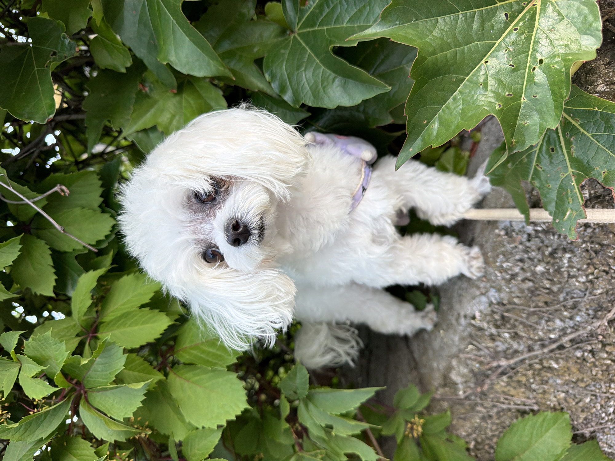A small, fluffy white dog with dark eyes and a black nose is perched amongst lush green leaves and ivy. The dog is wearing a light purple harness. The background consists of textured stone and more greenery. The lighting suggests it is daytime, possibly outdoors, with soft shadows. The scene is peaceful and natural. There is no visible text.