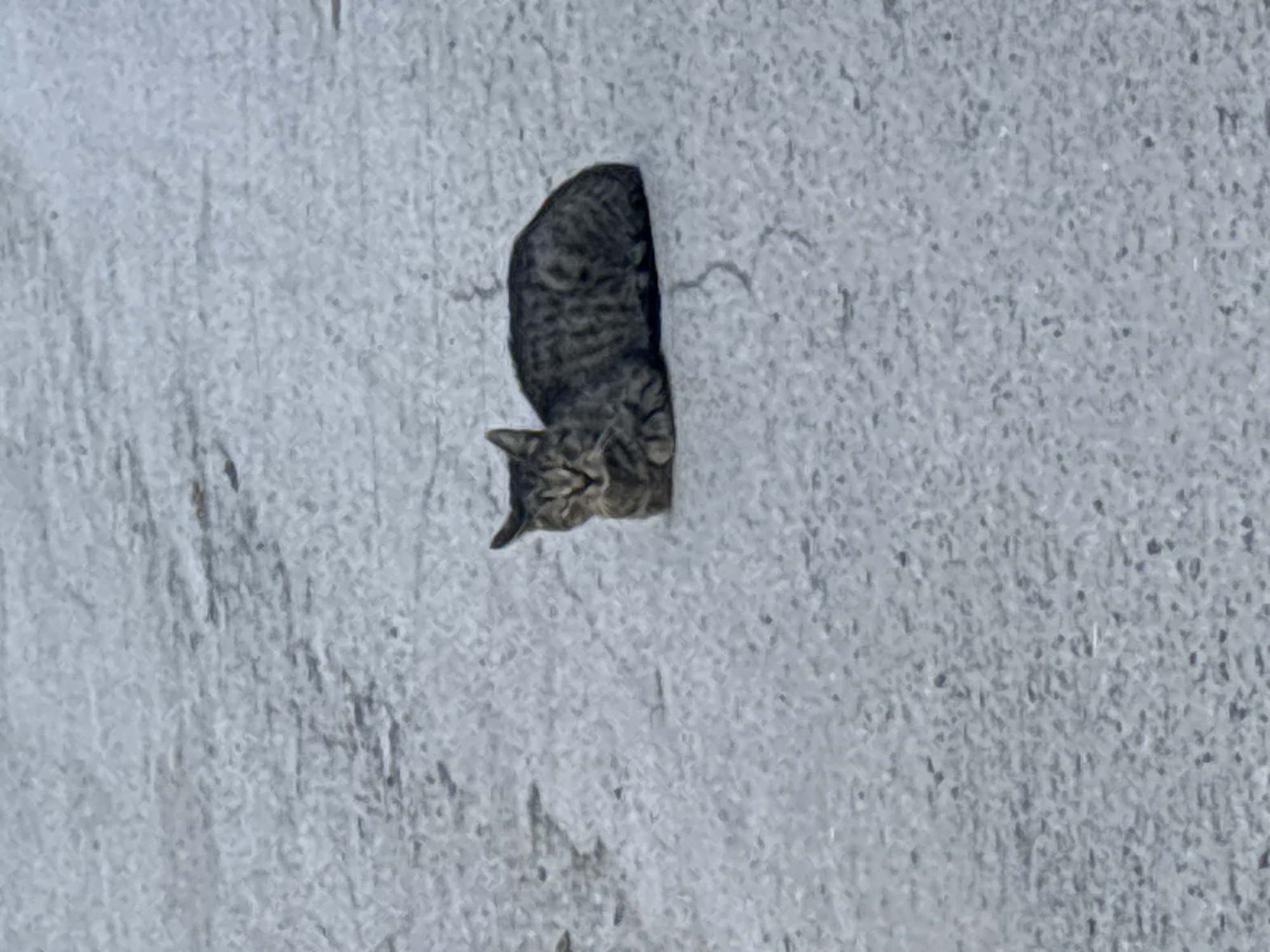 A tabby cat is resting on a light gray, cracked asphalt surface. The cat is facing the camera with its eyes partially closed. Its fur is a mix of dark gray and black stripes. The background is an out-of-focus expanse of the same asphalt. The scene appears to be outdoors, possibly in a street or parking lot in the city of Ob, Russia, given the texture and color of the ground.