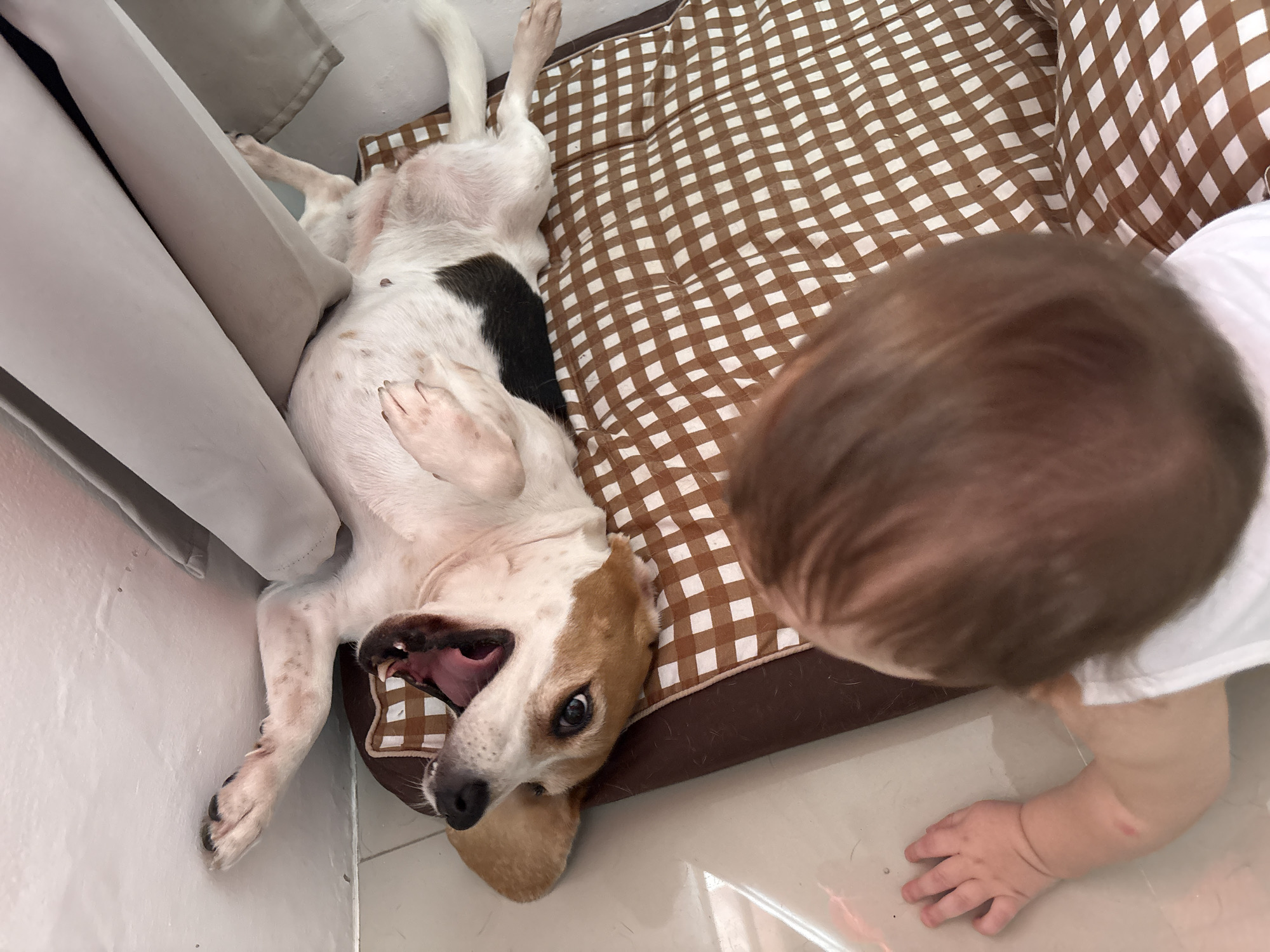 In Karon, Thailand, a medium-sized dog with white and brown markings is lying on its back on a brown and white checkered dog bed. The dog's mouth is open in a yawn or bark. Next to the dog bed, a young child with light brown hair is on their hands and knees, looking towards the dog. The scene appears to be indoors, possibly in a residential setting, with tiled flooring visible.