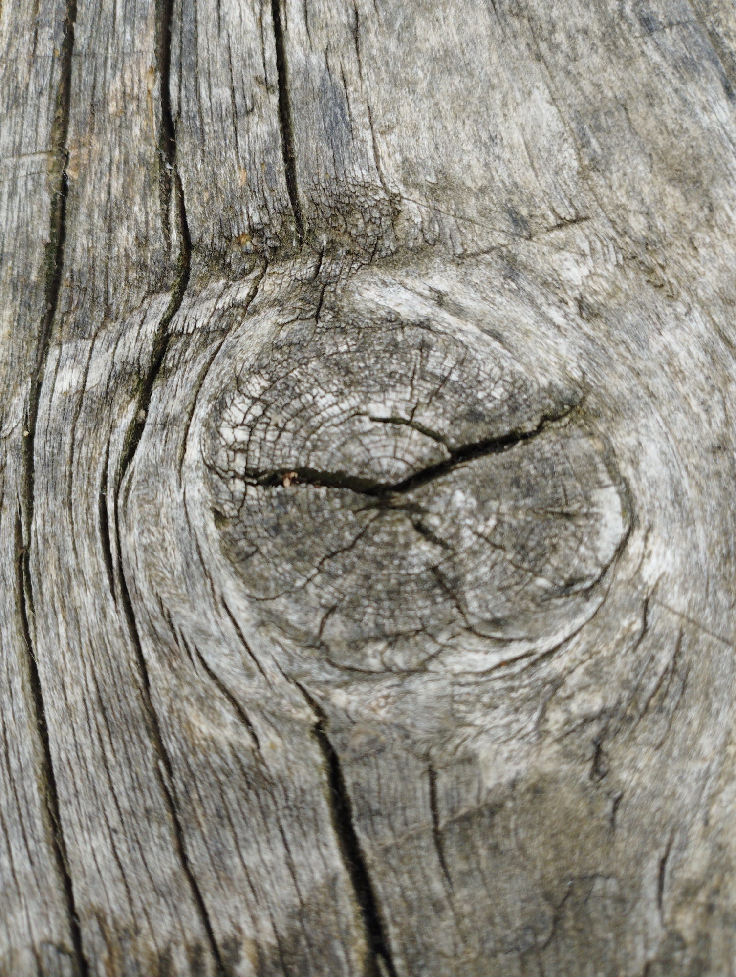The image is a close-up, detailed macro photograph of weathered, gray wood grain, possibly from an old fence or building. The texture is rough and shows pronounced lines and cracks, with a prominent knot in the center of the frame. The lighting highlights the natural patterns and imperfections of the wood. This image does not depict any people, actions, interactions, or specific city locations, therefore, it is not possible to provide details about the city of Ширяево (ильинский), Russia.